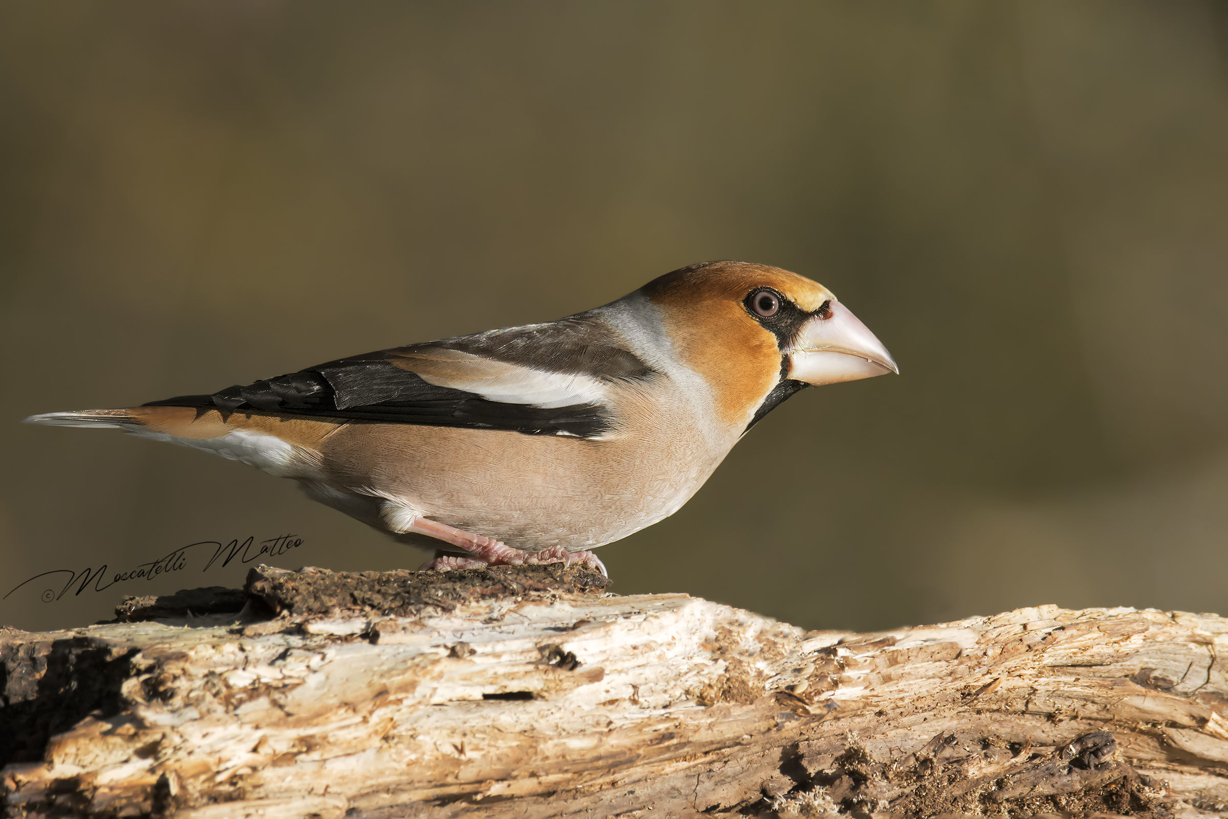 Grosbeak