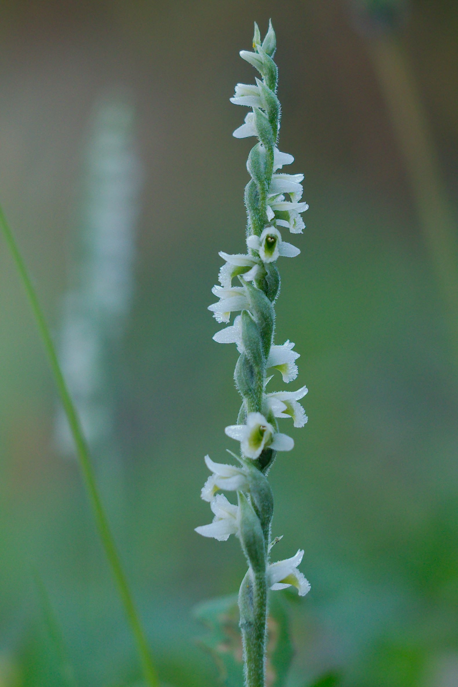 Spiranthes spiralis
