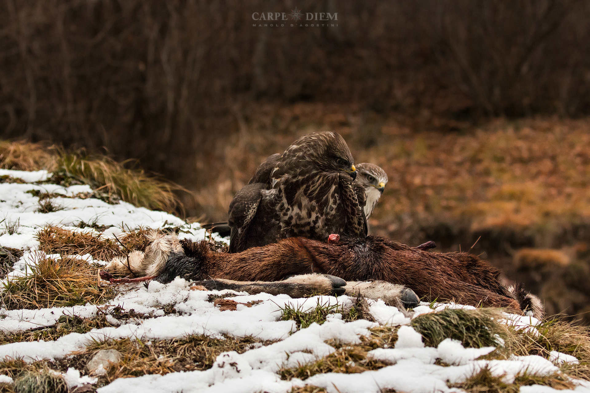 Get away from my food