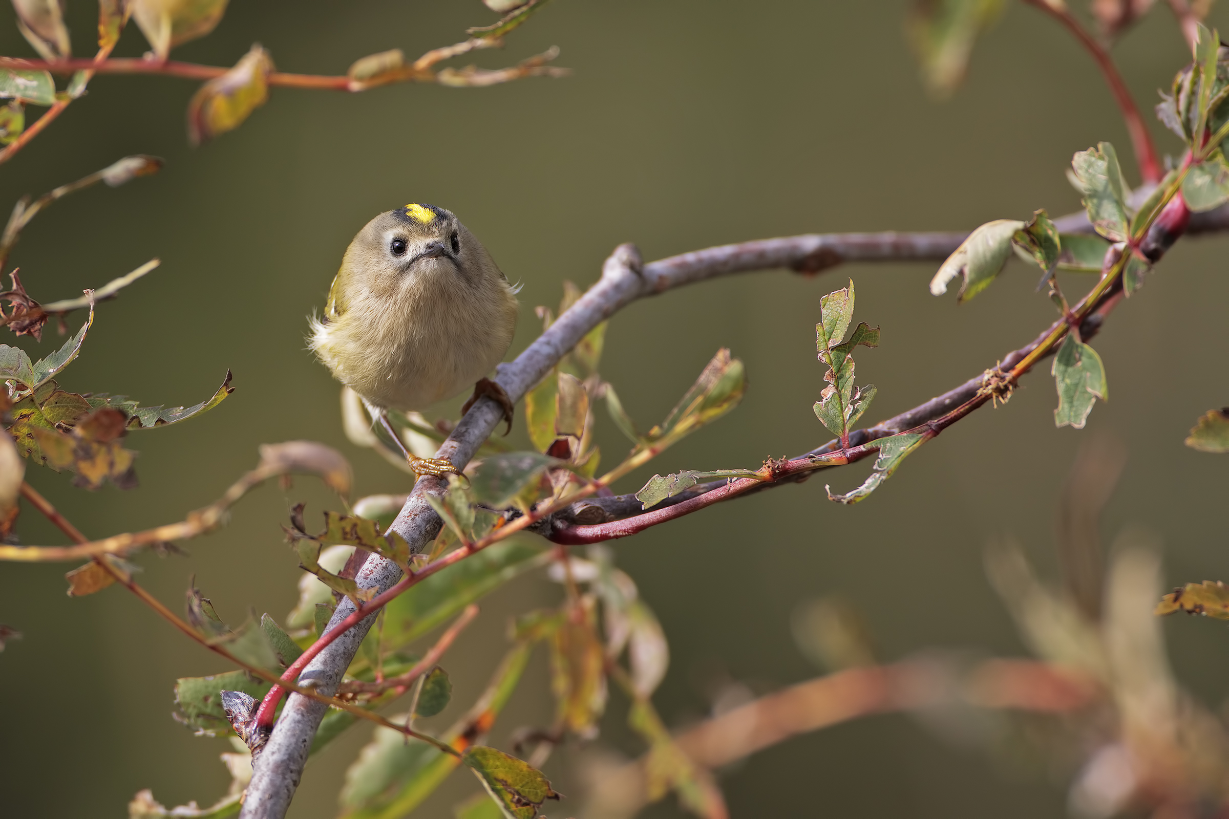 The elf of the forest
