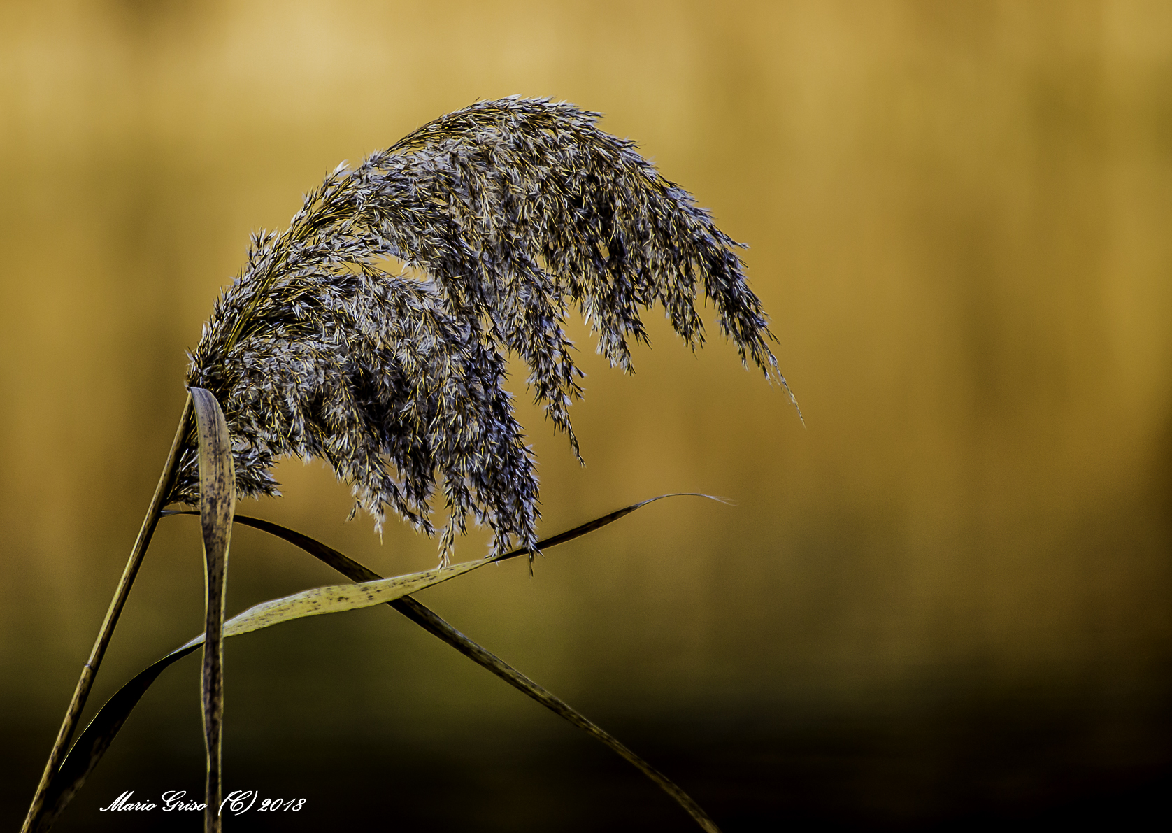 colori del delta del Po