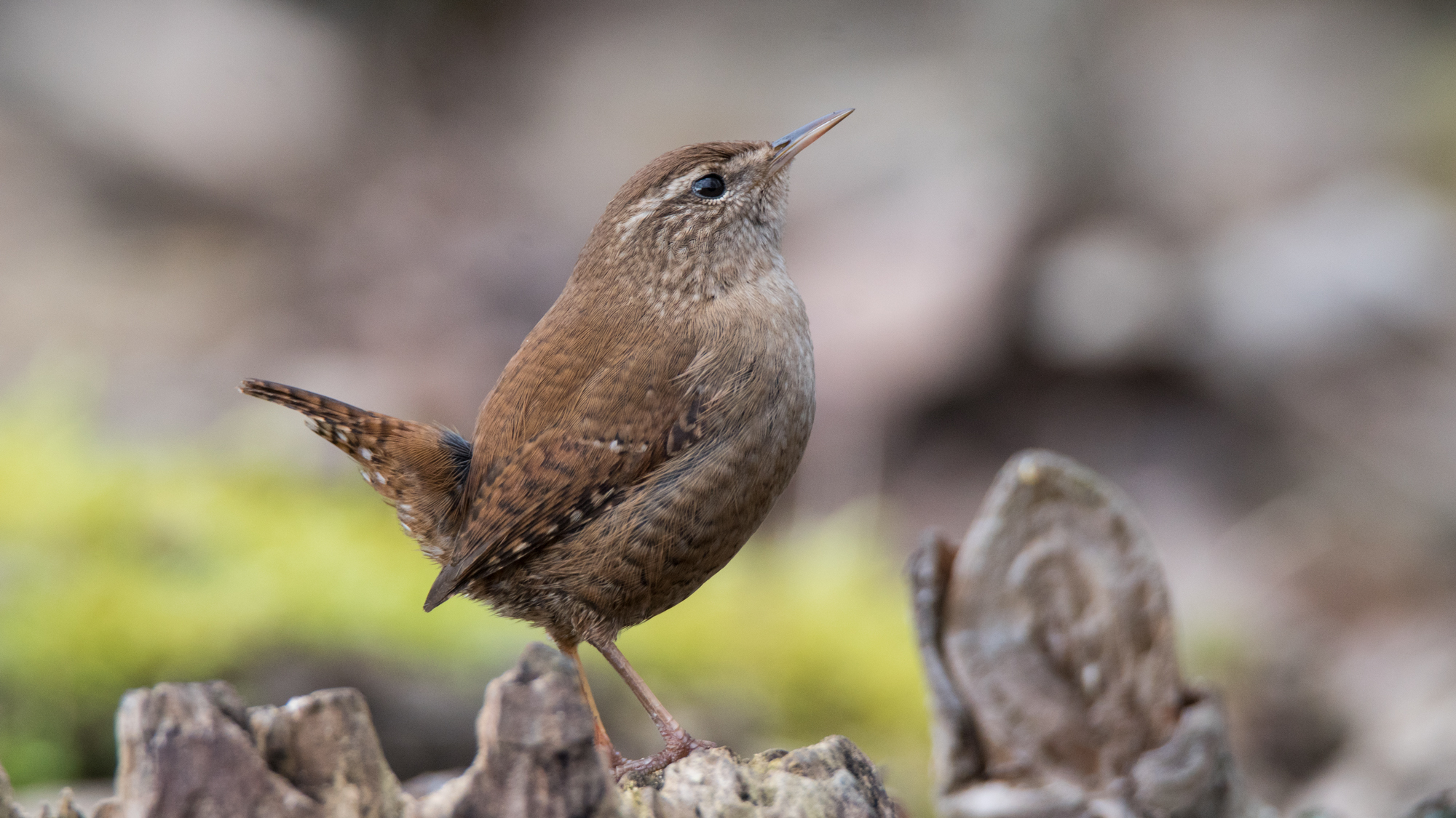 Wren
