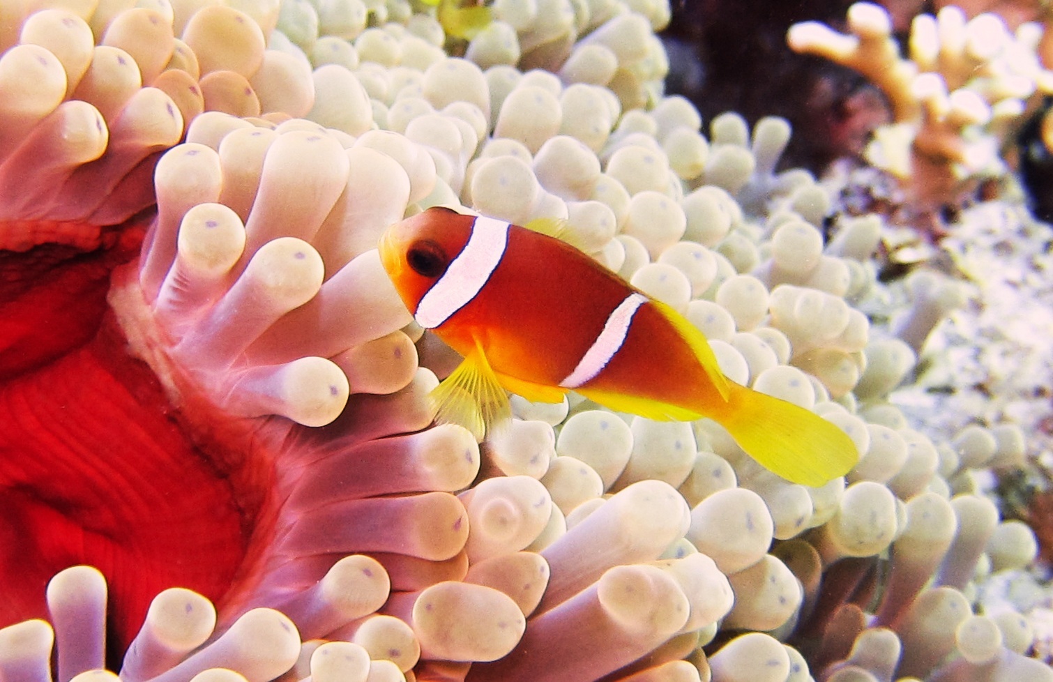 Anphiprion bicinctus