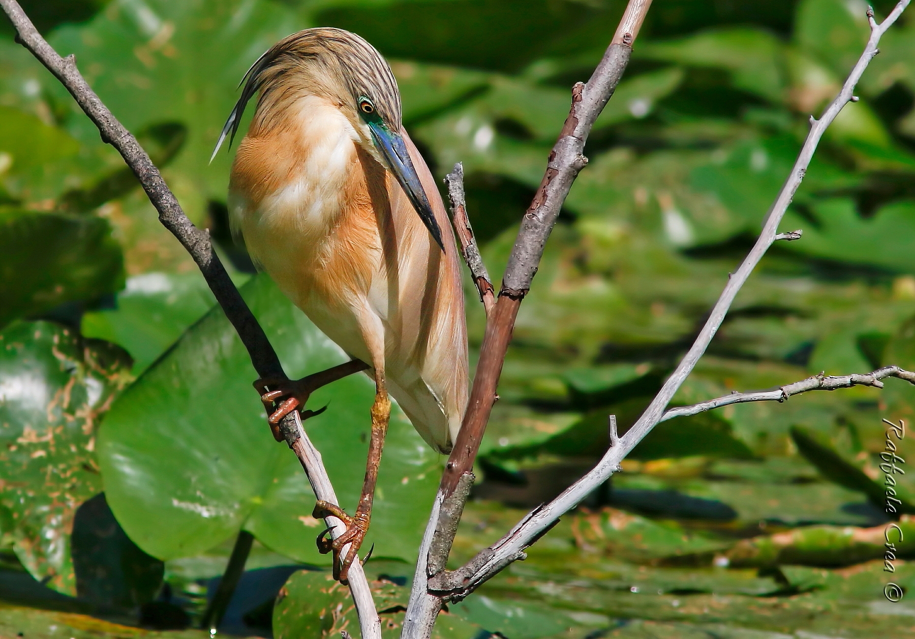 Sgarza Ciuffetto:L'attesa