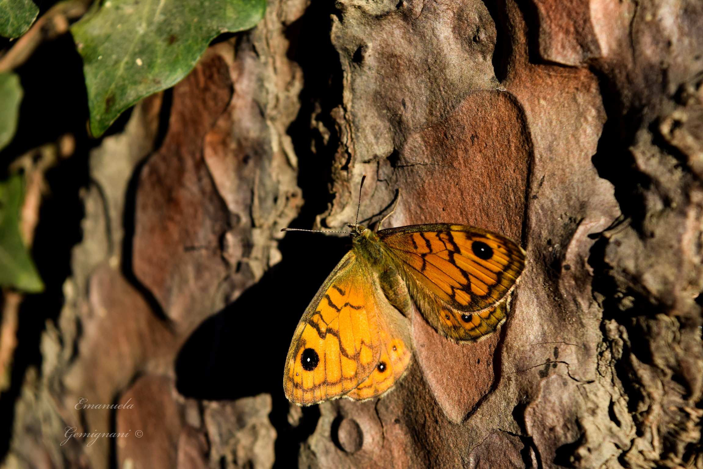 Autumn butterfly