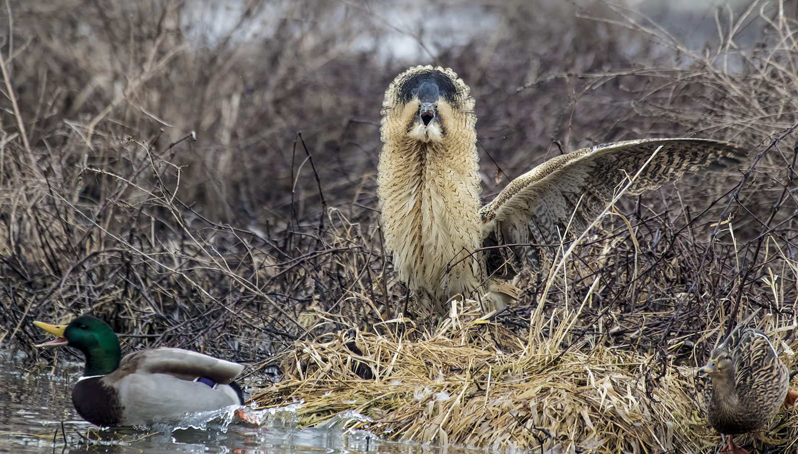 tarabuso contro germani invadenti
