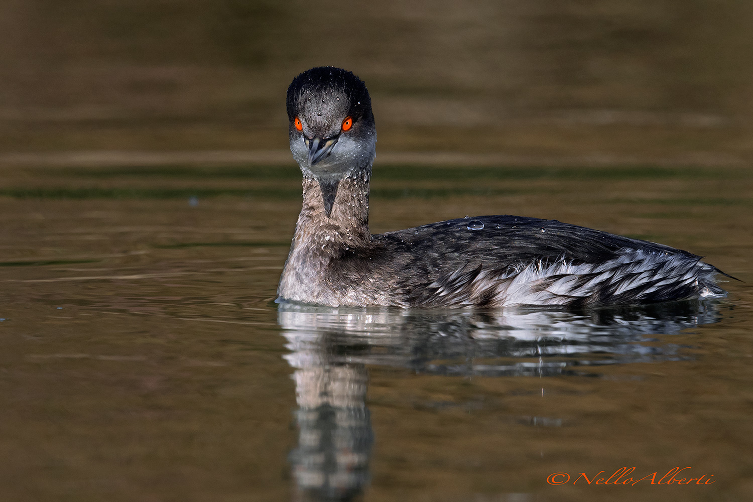small crested grebe