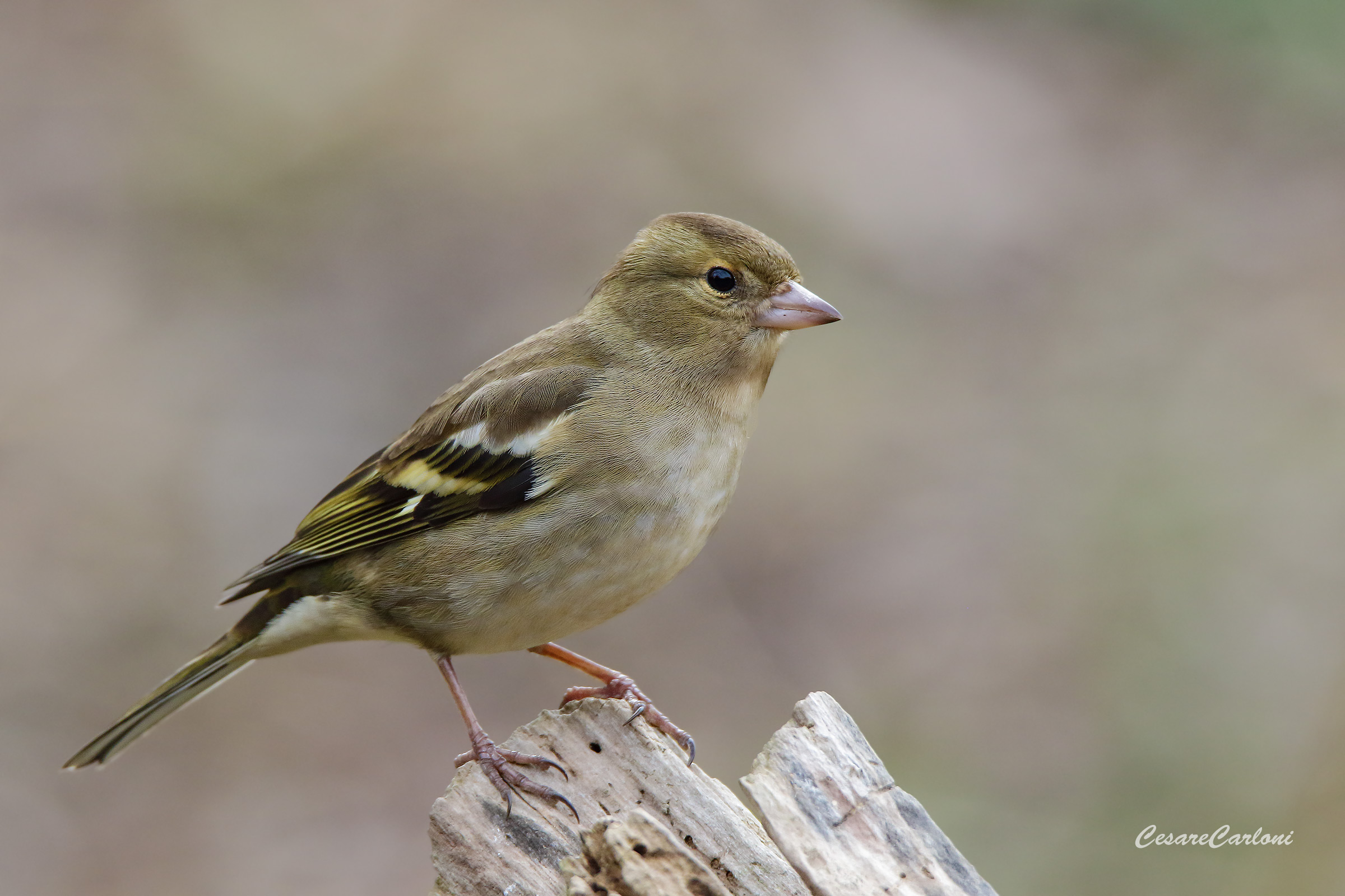 Fringuello (fringilla coelebs)