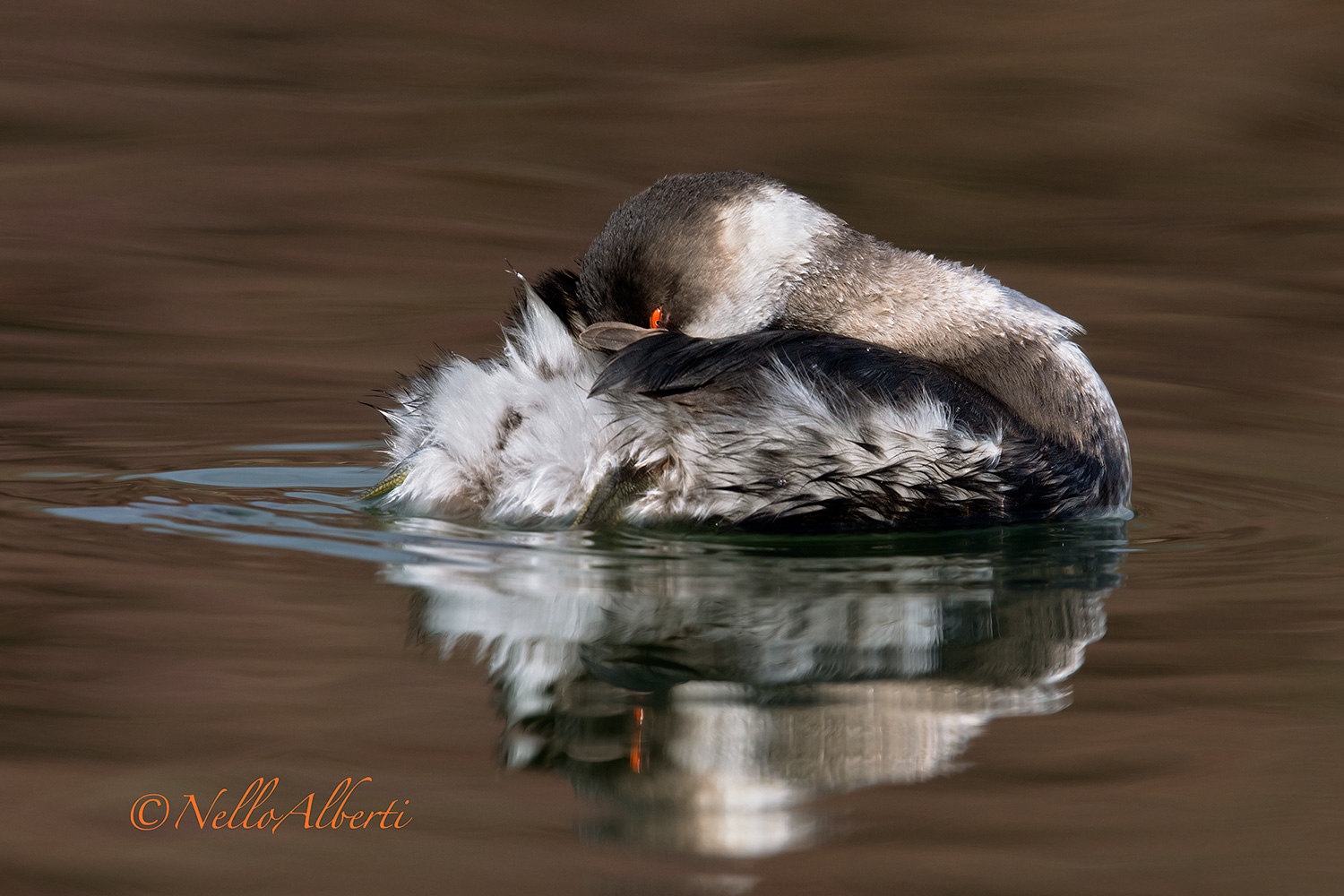 Small grebe