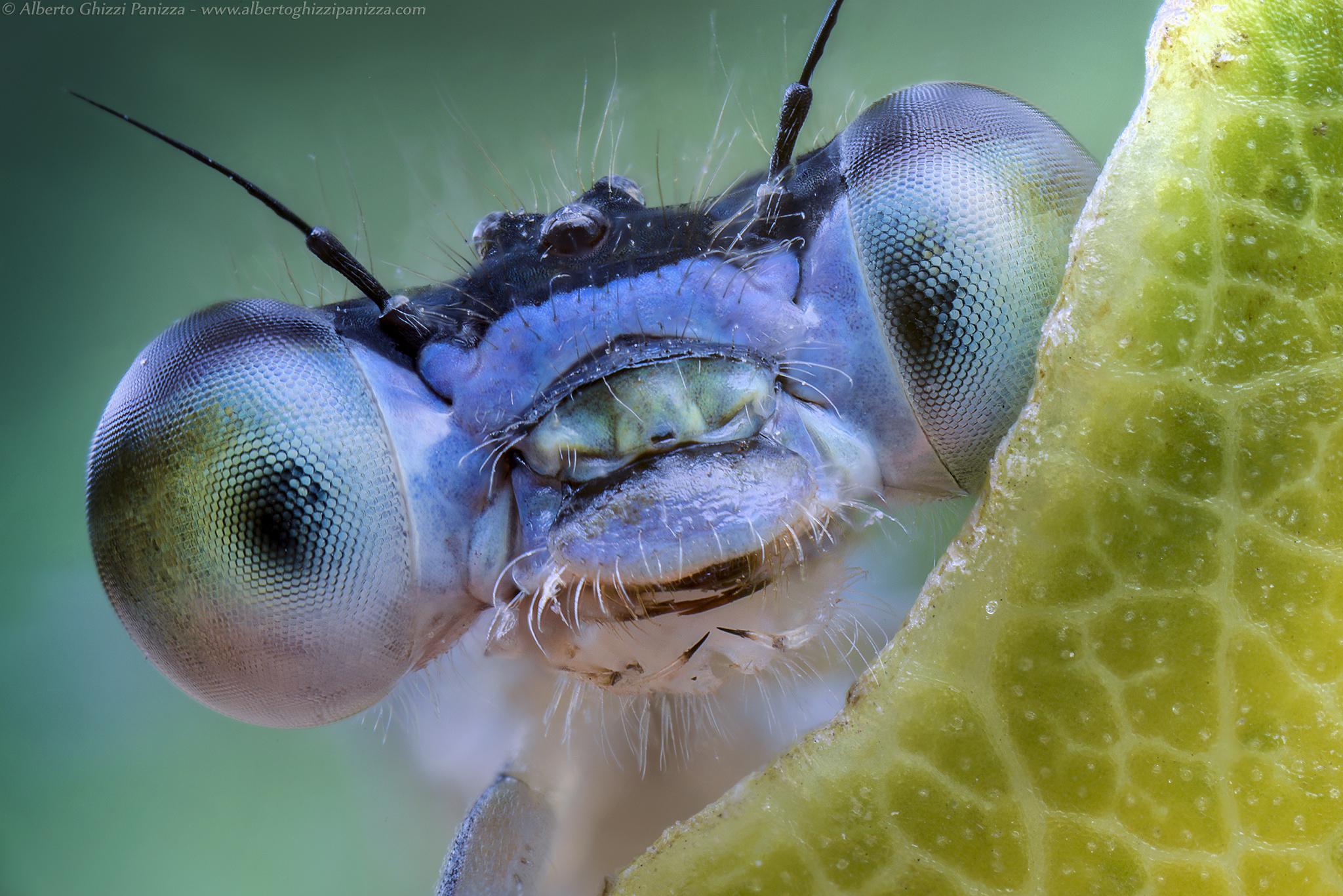 Ritratto di una damigellina