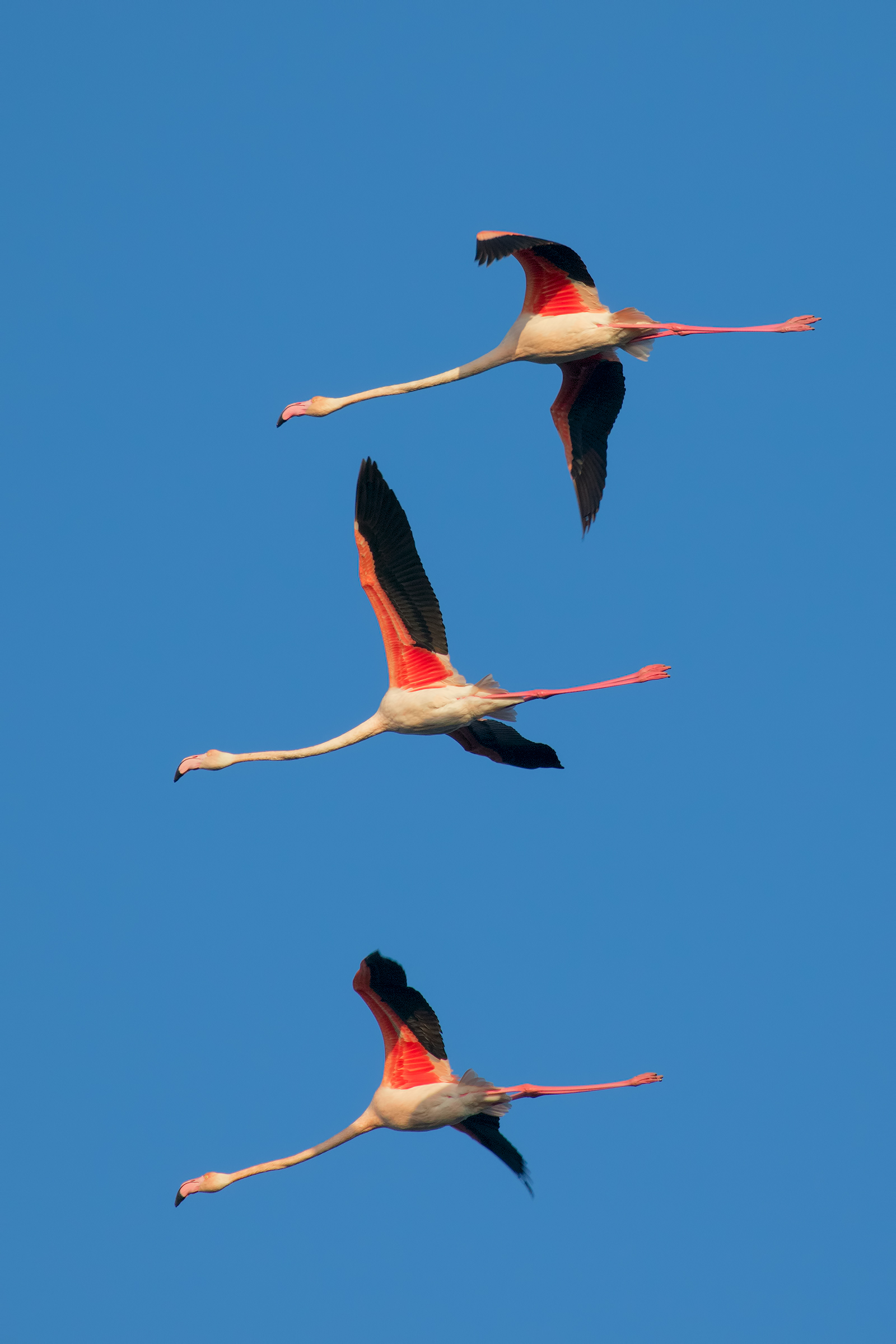 Tris of Flamingos in Flight