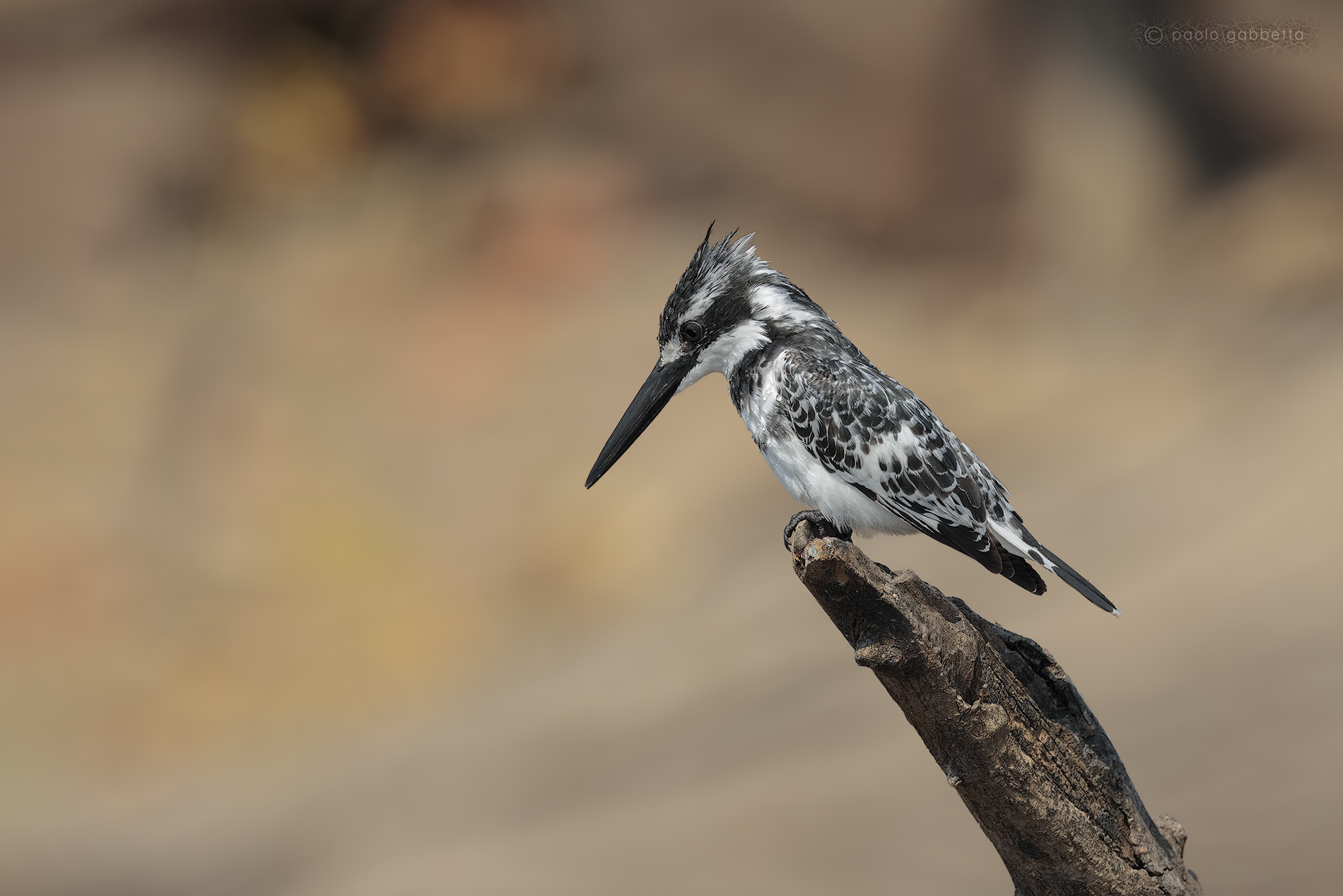 Martin Pescatore Bianco e Nero