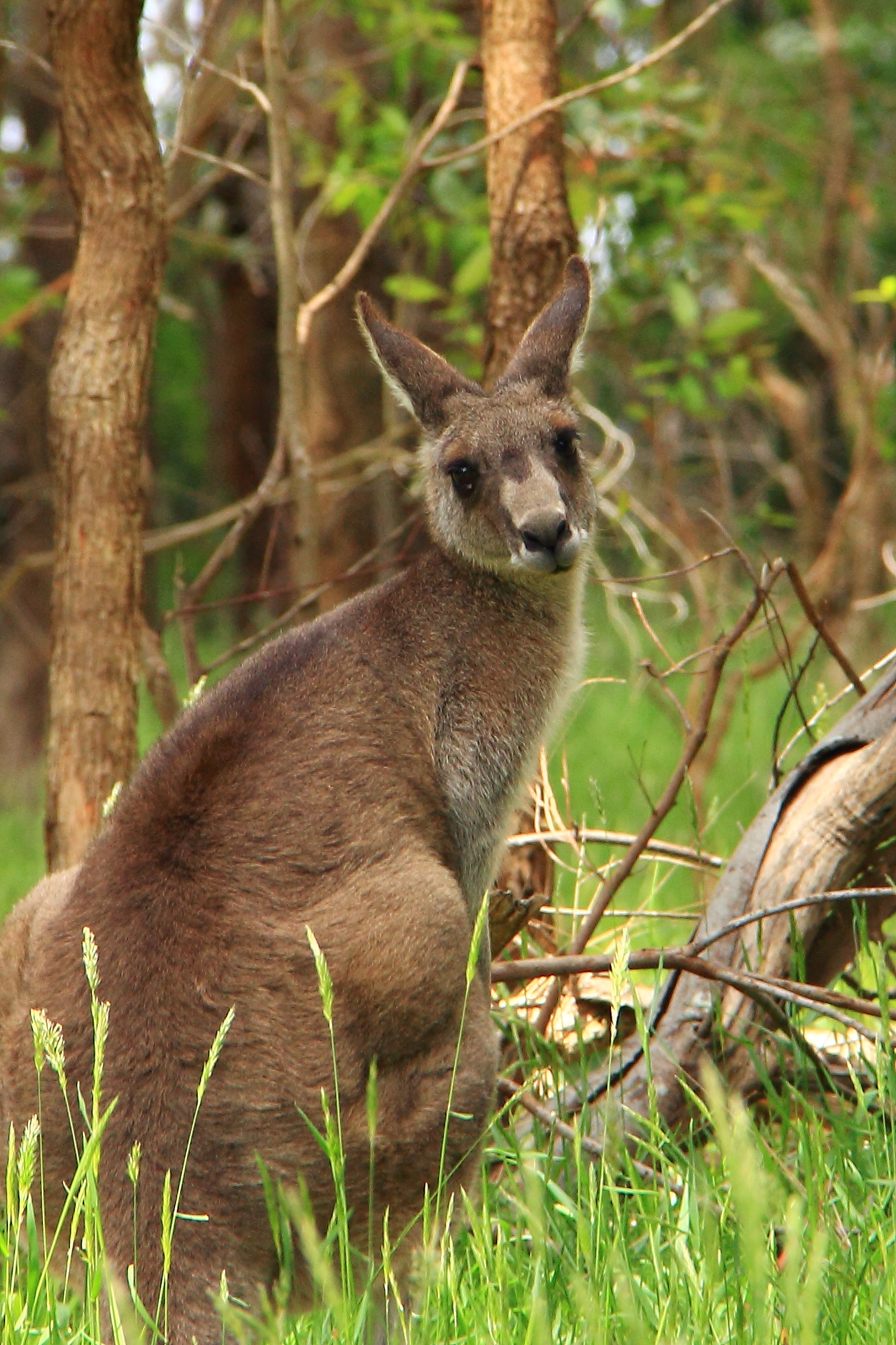 Eastern Grey Kangaroo