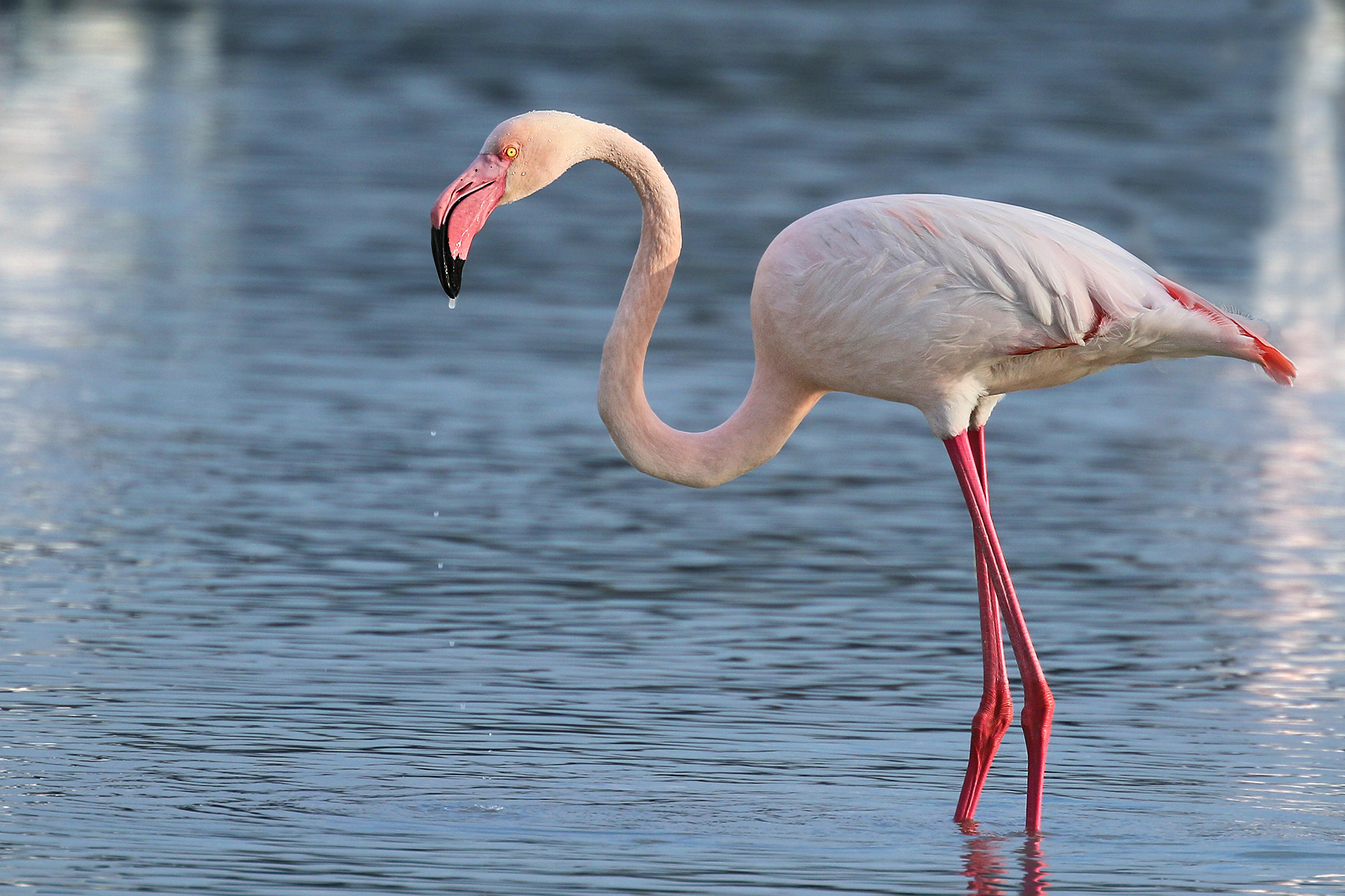 Pink flamingo