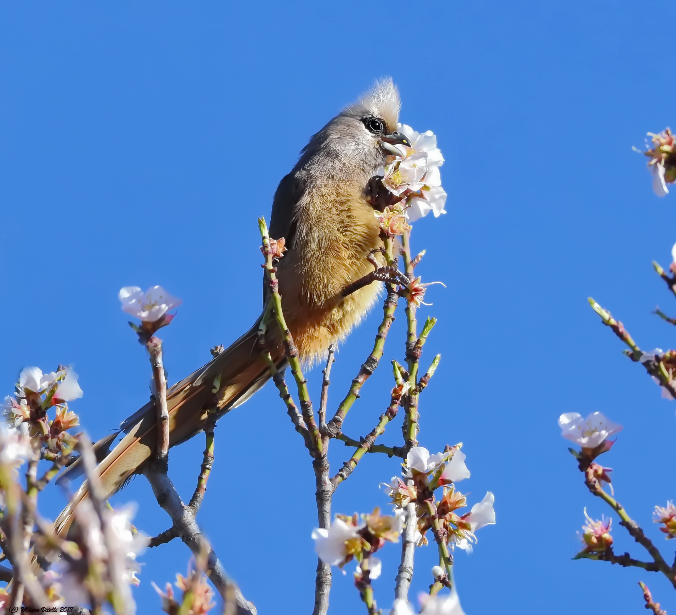 Speckled Mousebird (Colius striatus)
