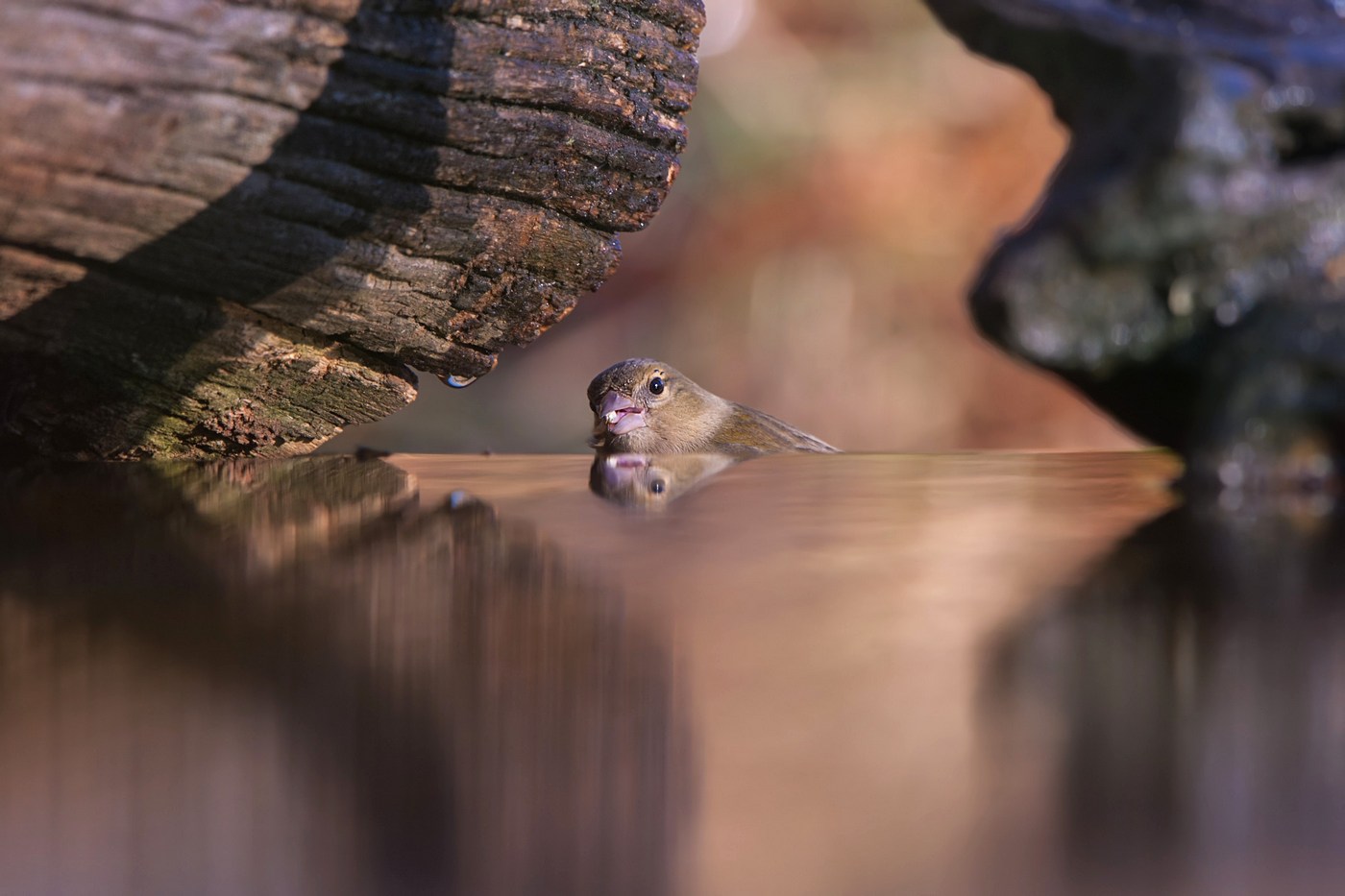 Fringuella reflected