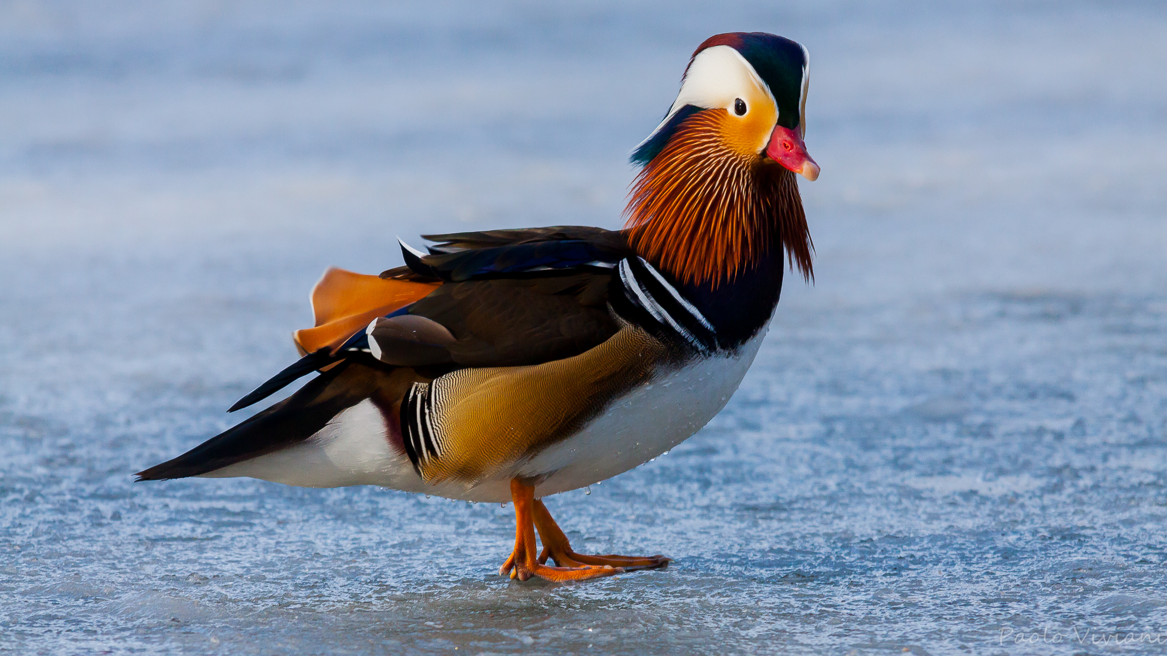 Mandarina on the ice