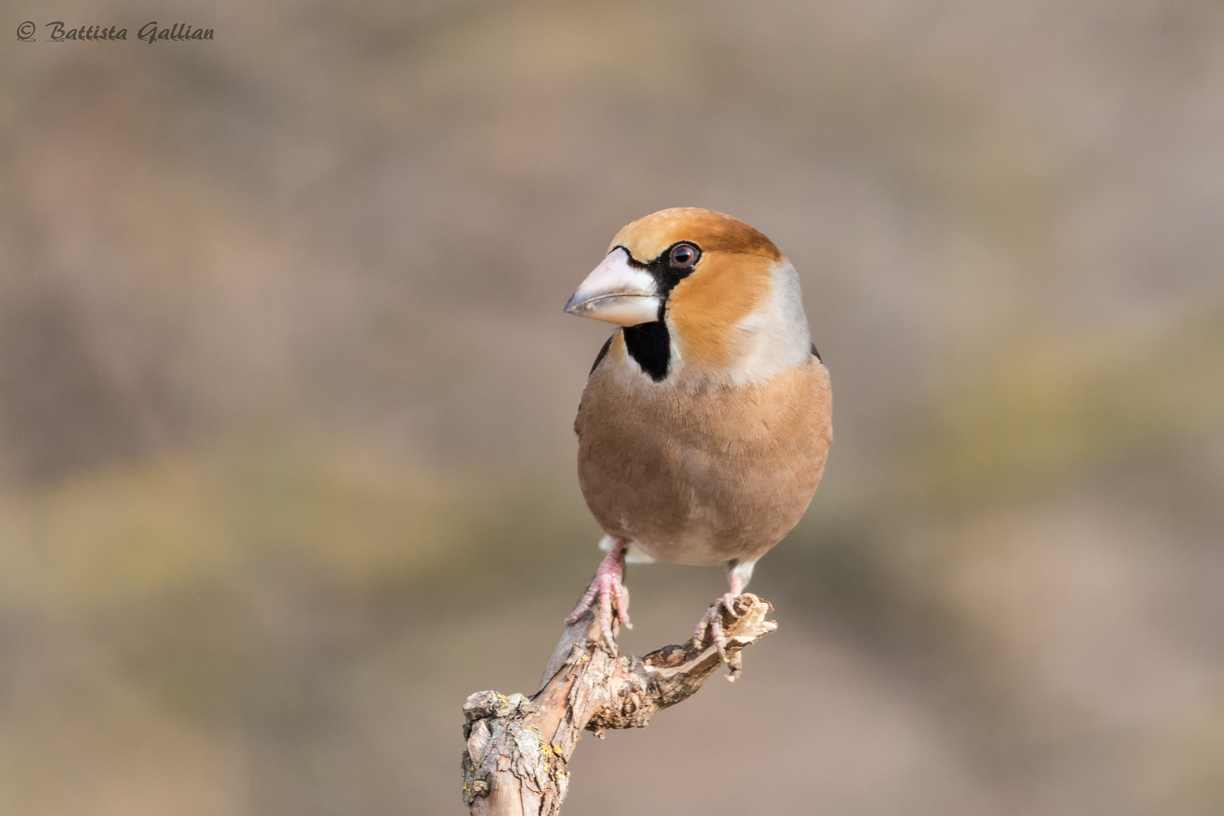 Frosone (Coccothraustes coccothraustes)