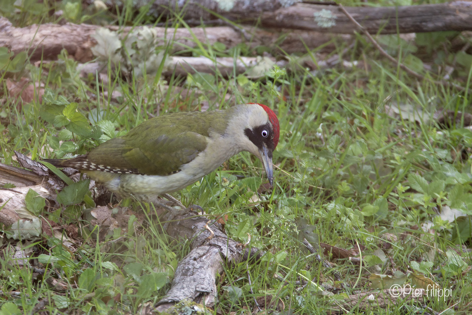 Picchio Verde