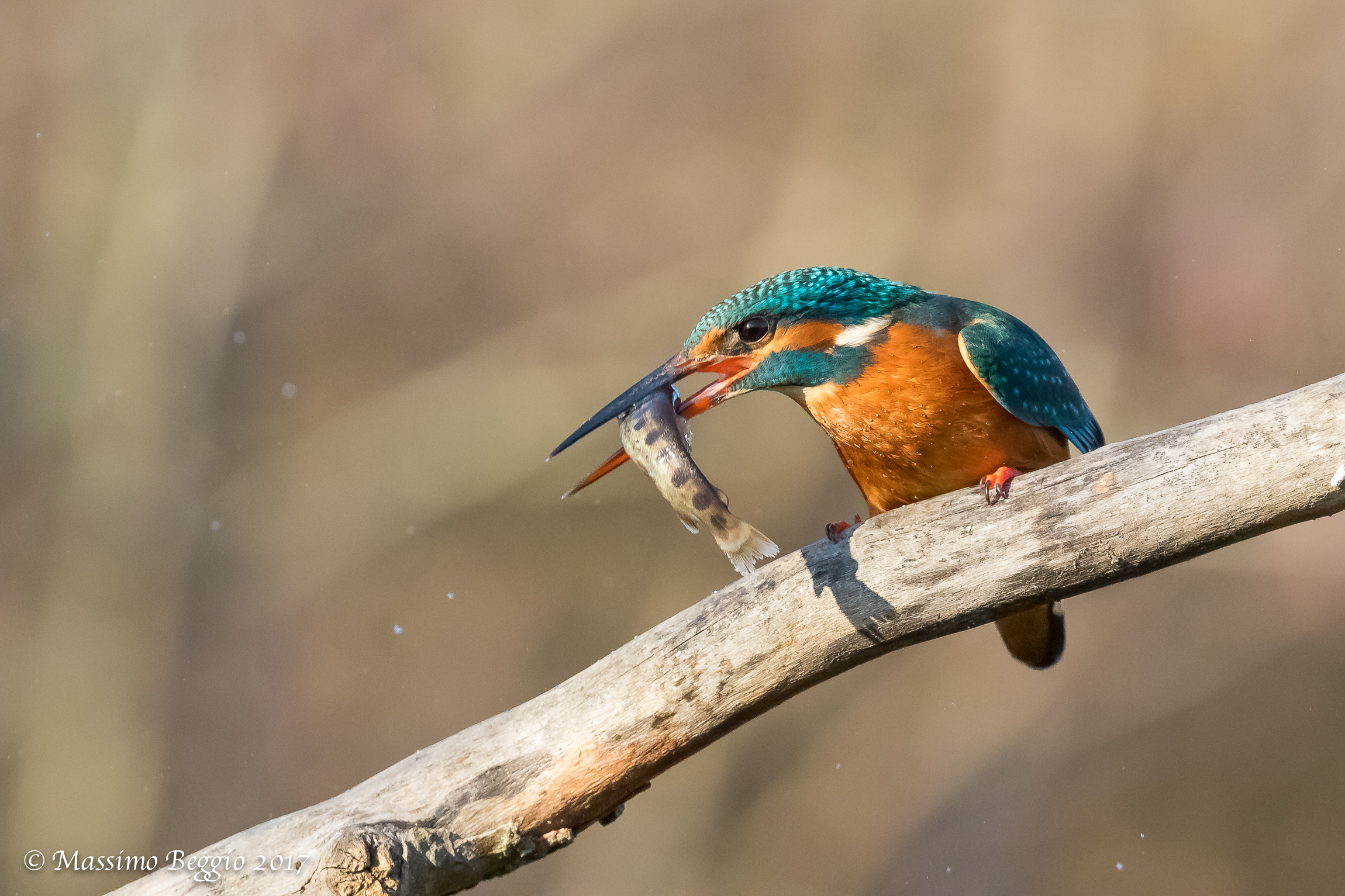 il povero pesciolino