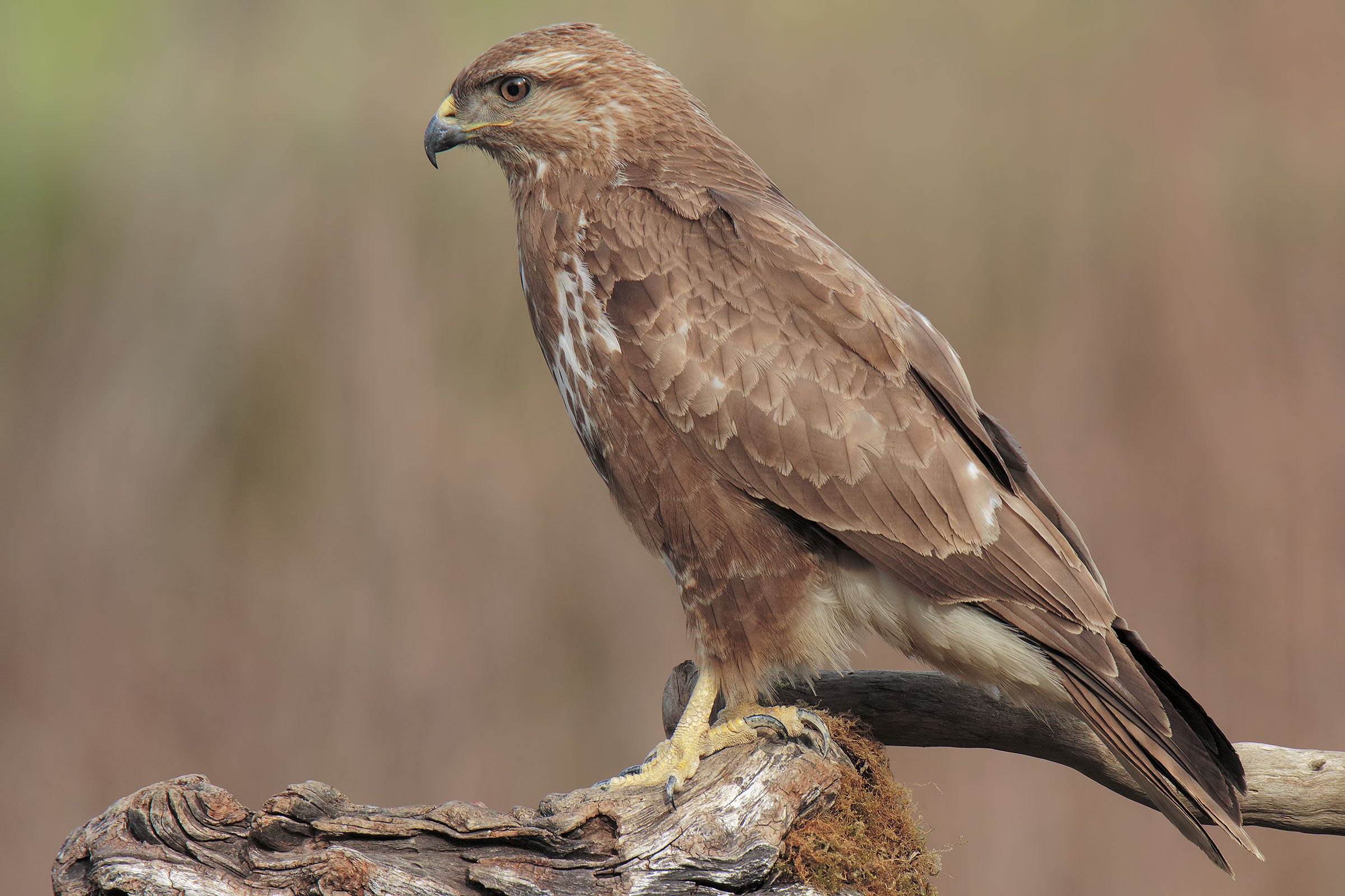 Buzzard
