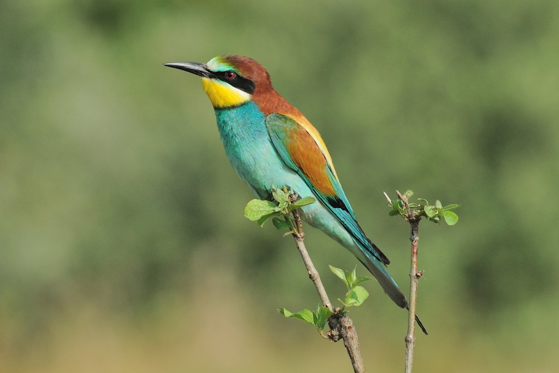 Bee eater