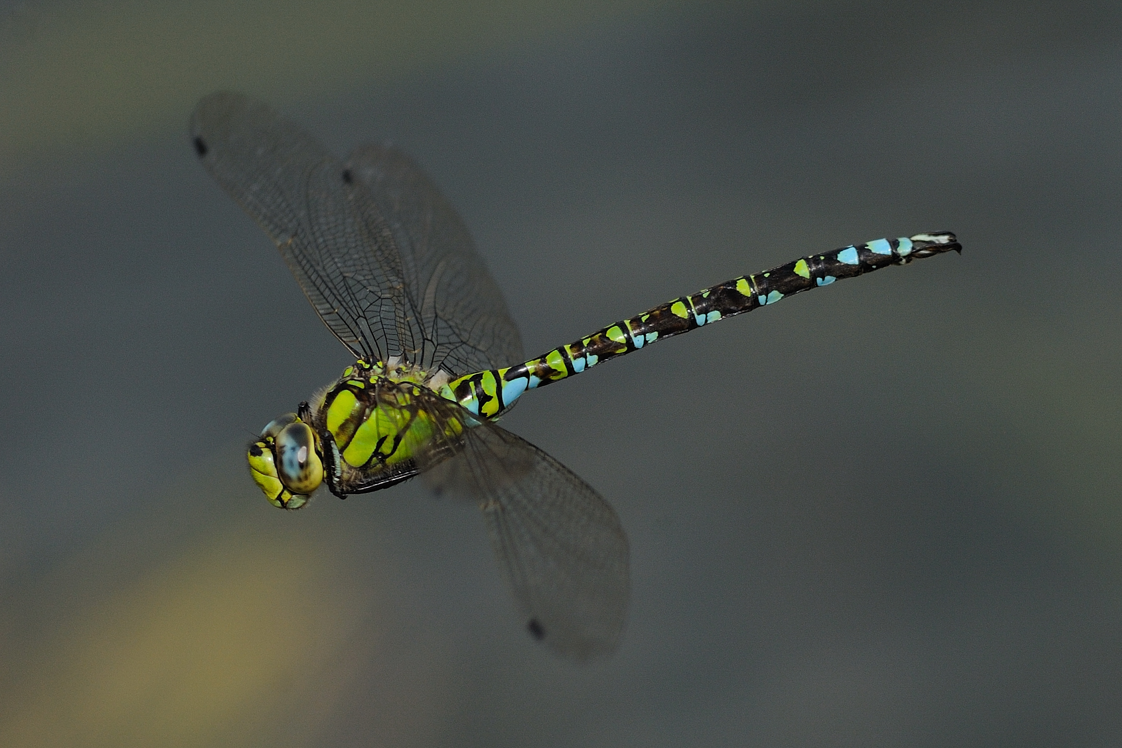 Aeshna cyanea ( maschio )