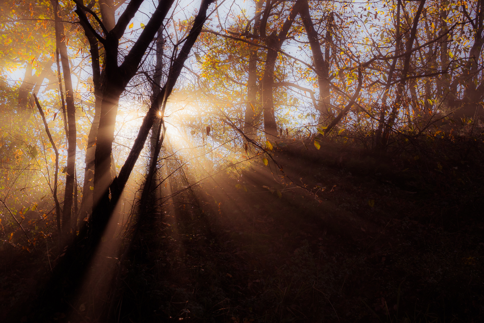Light games in the woods