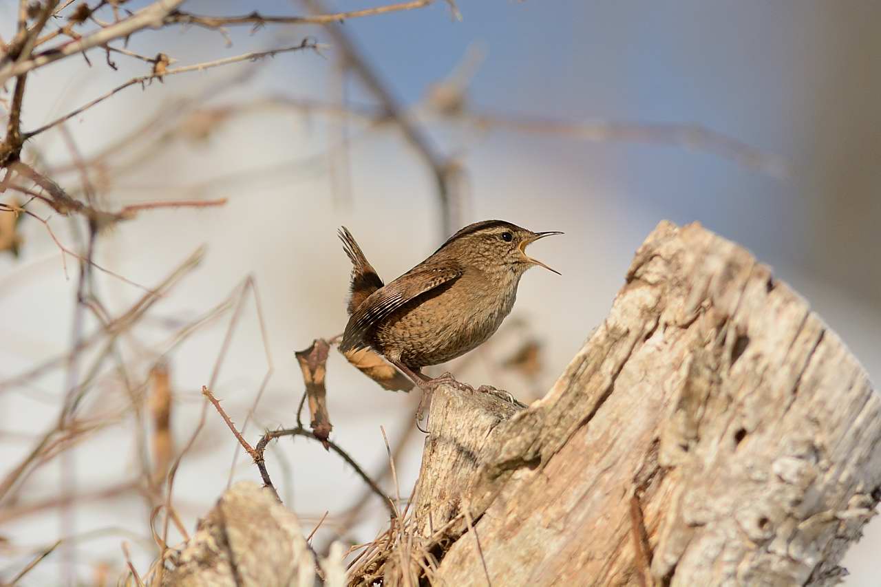Wren
