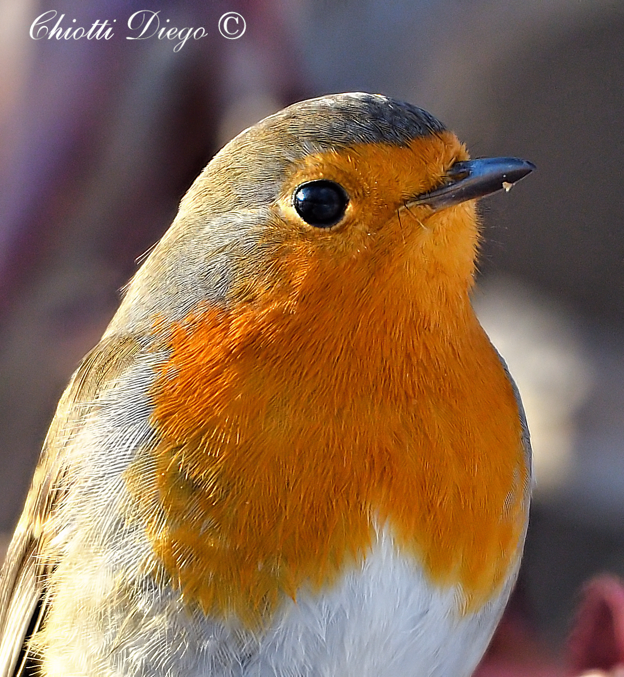 Portrait of Pettirosso