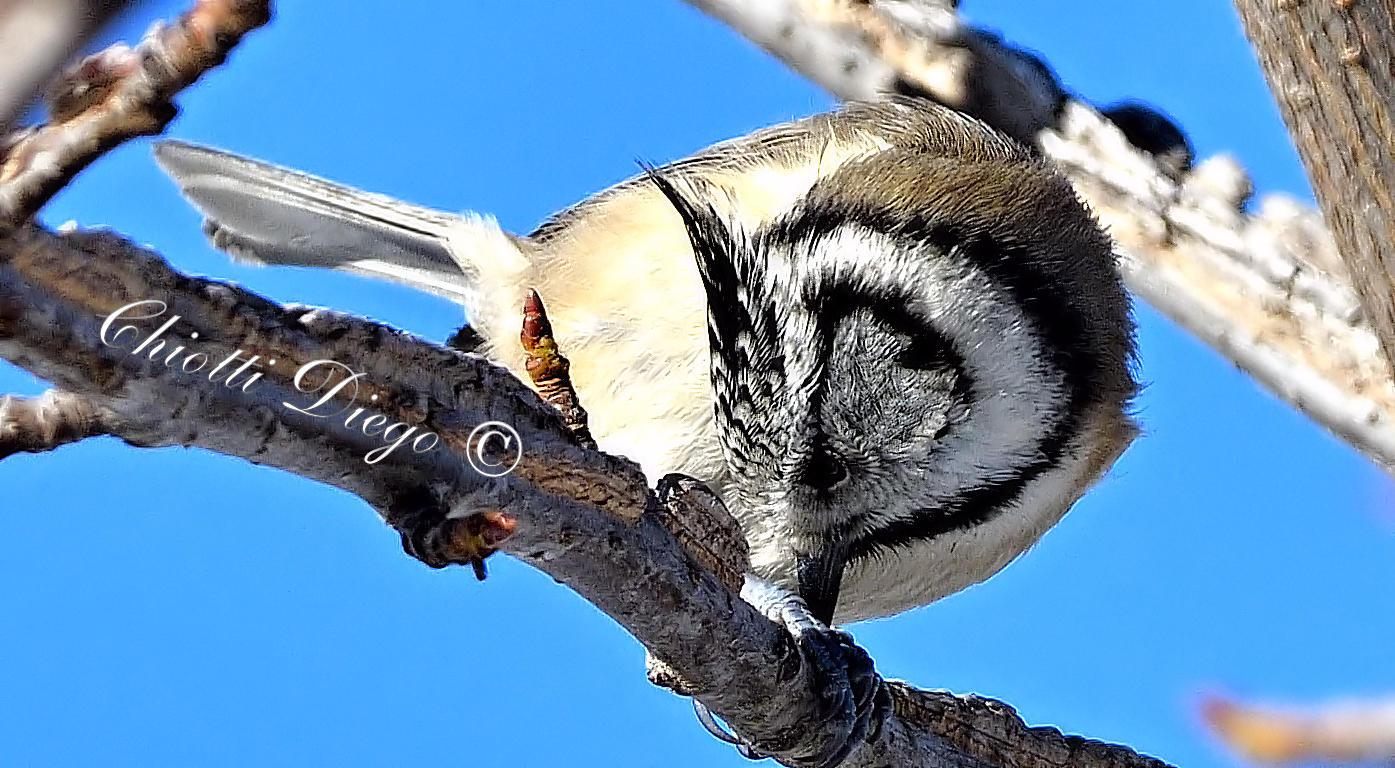 Crested tit