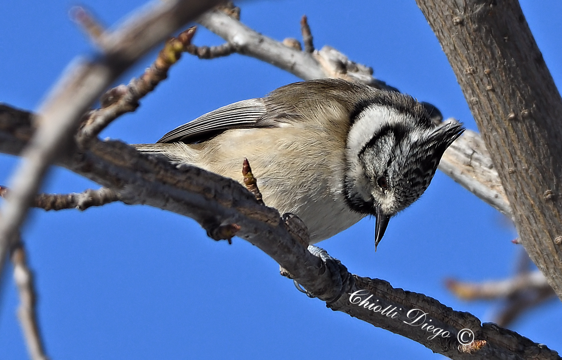 Crested tit