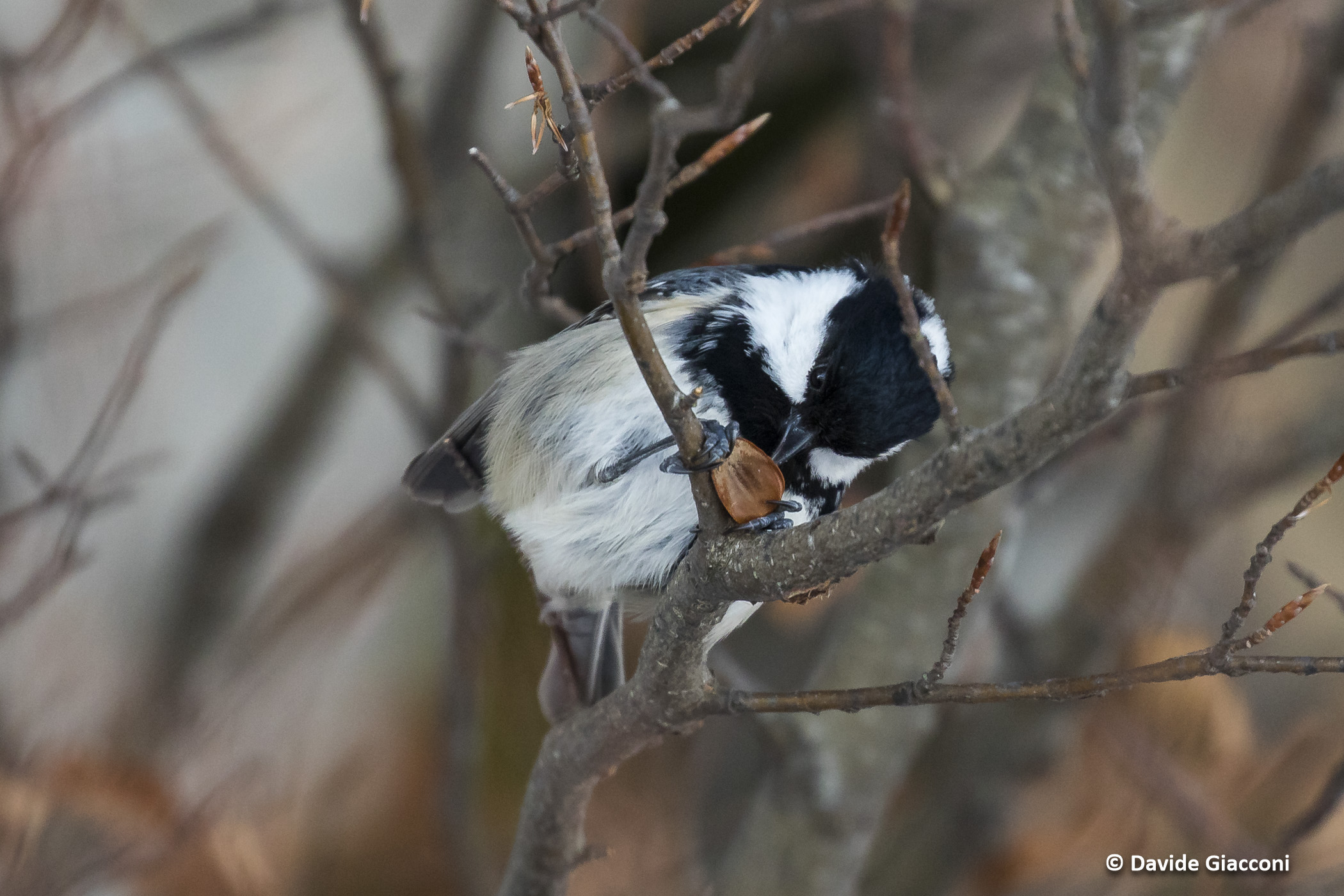 The lunch of the Cora Mora
