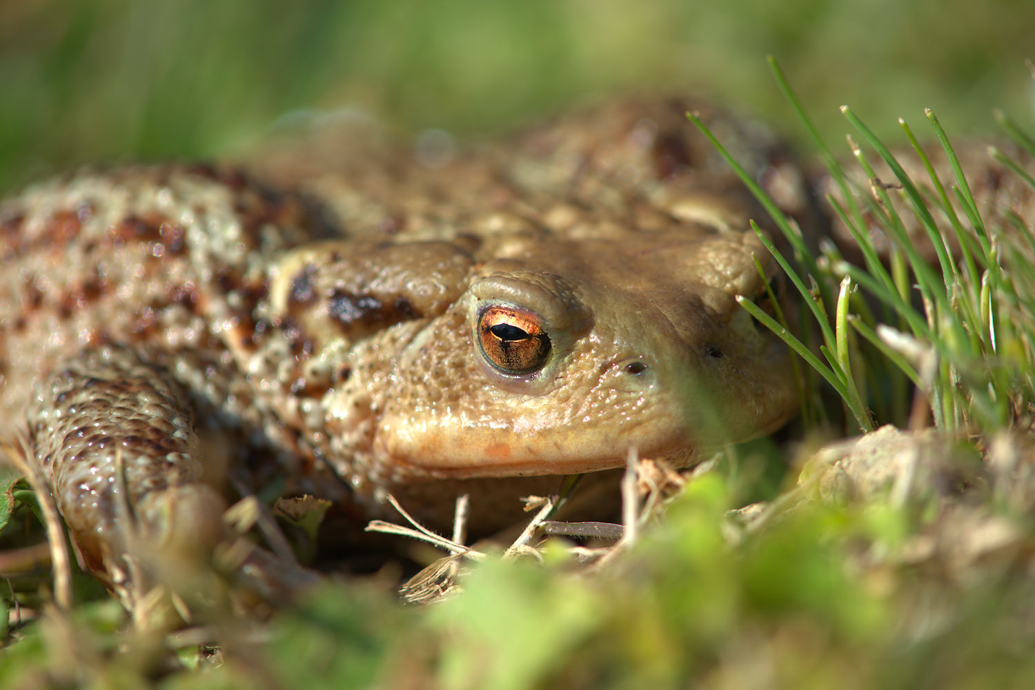 Female common toad