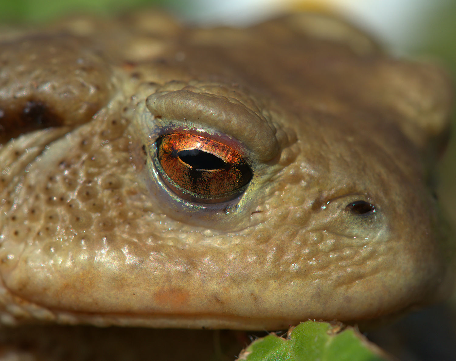 Female common toad