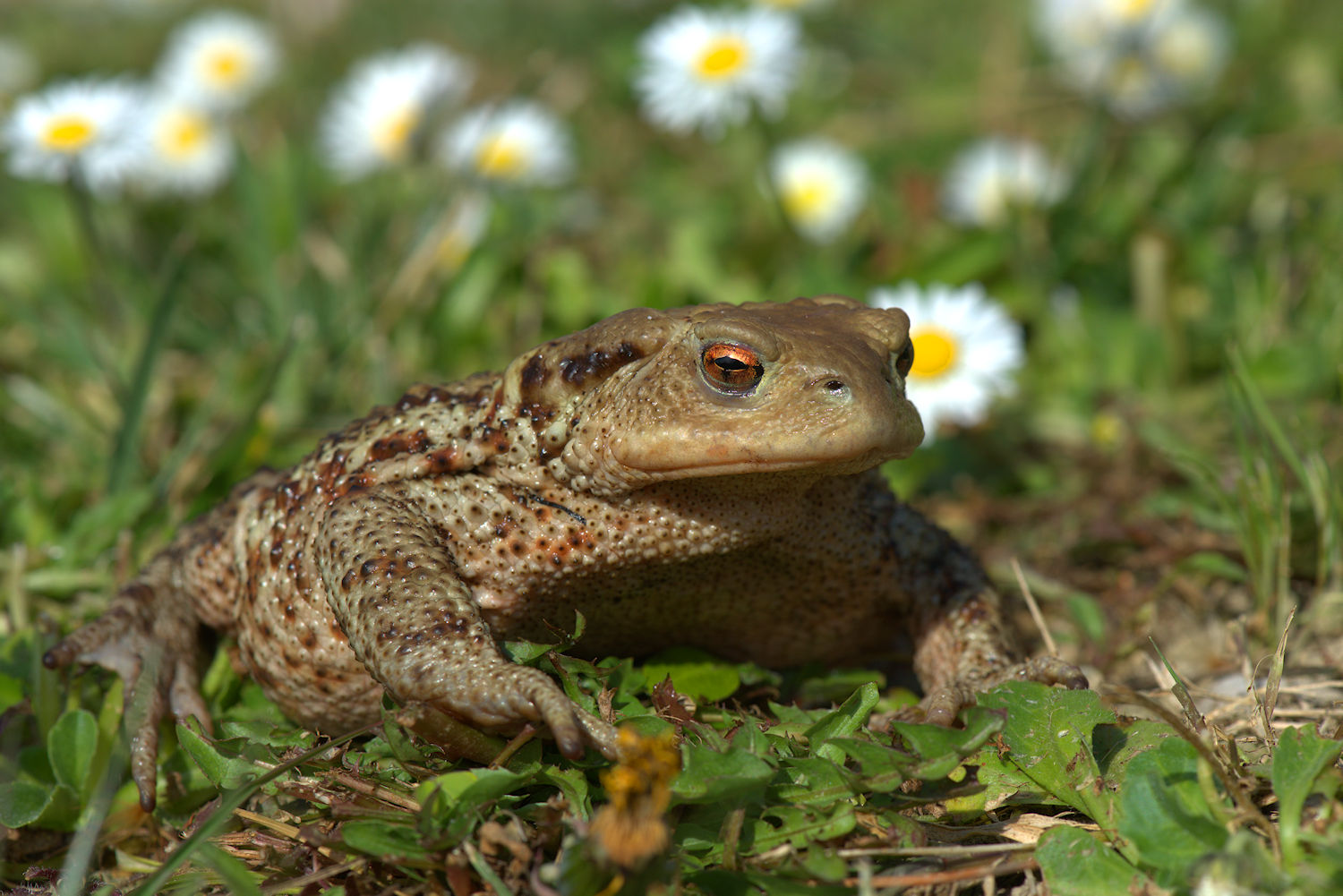 Female common toad