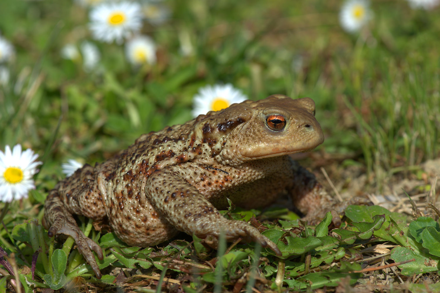 Female common toad