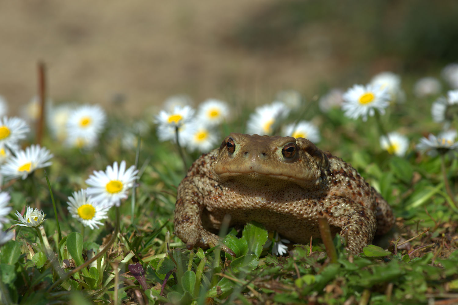 Female common toad