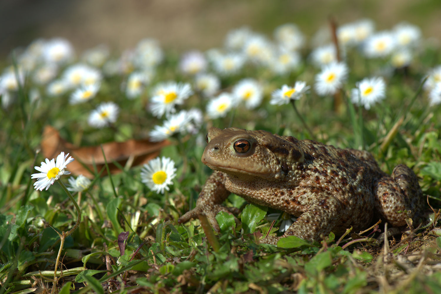 Female common toad