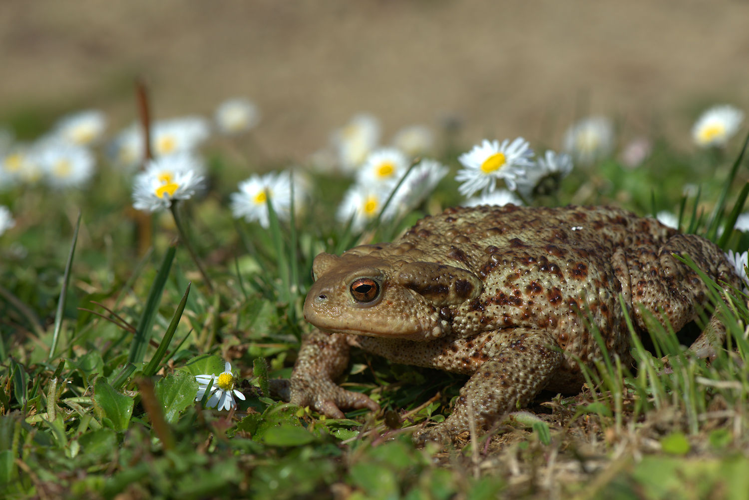 Female common toad