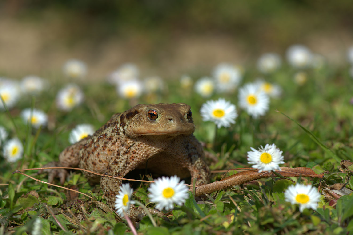Female common toad