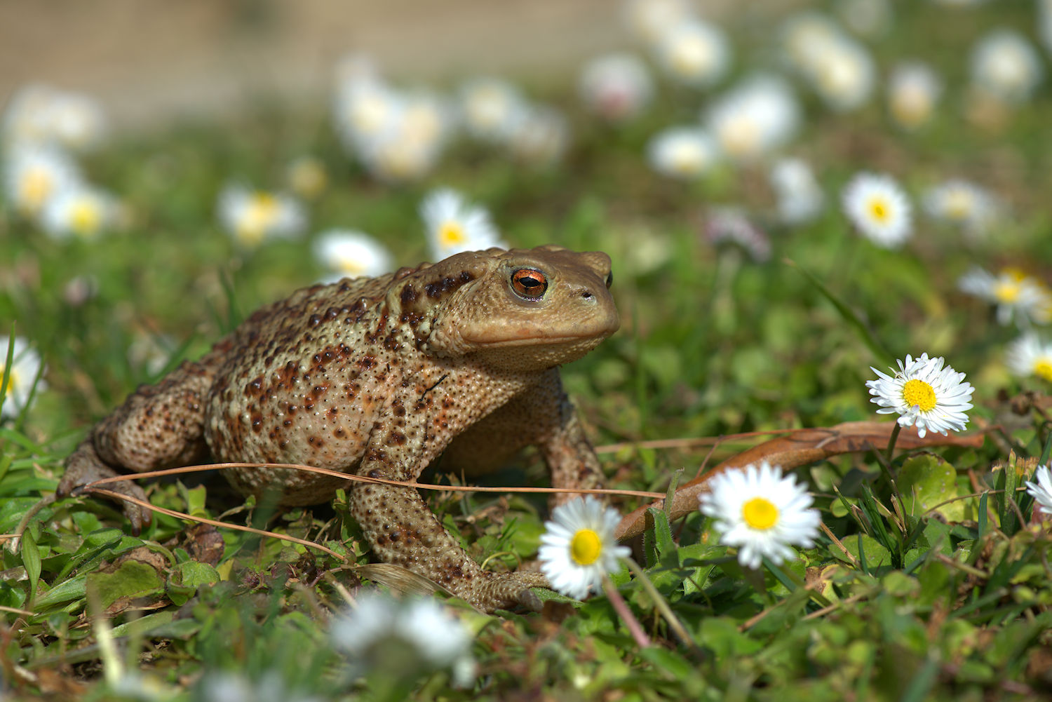 Female common toad