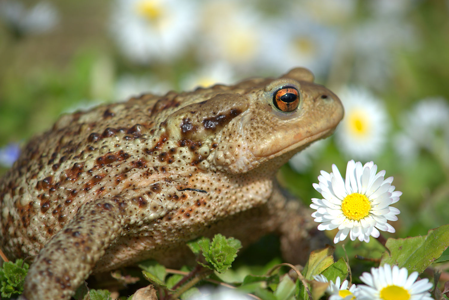 Female common toad