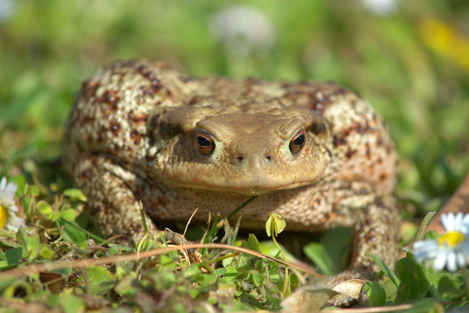 Female common toad
