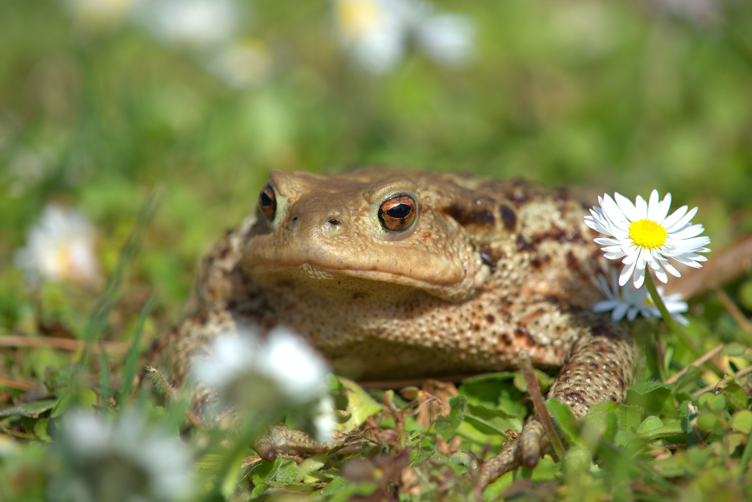 Female common toad