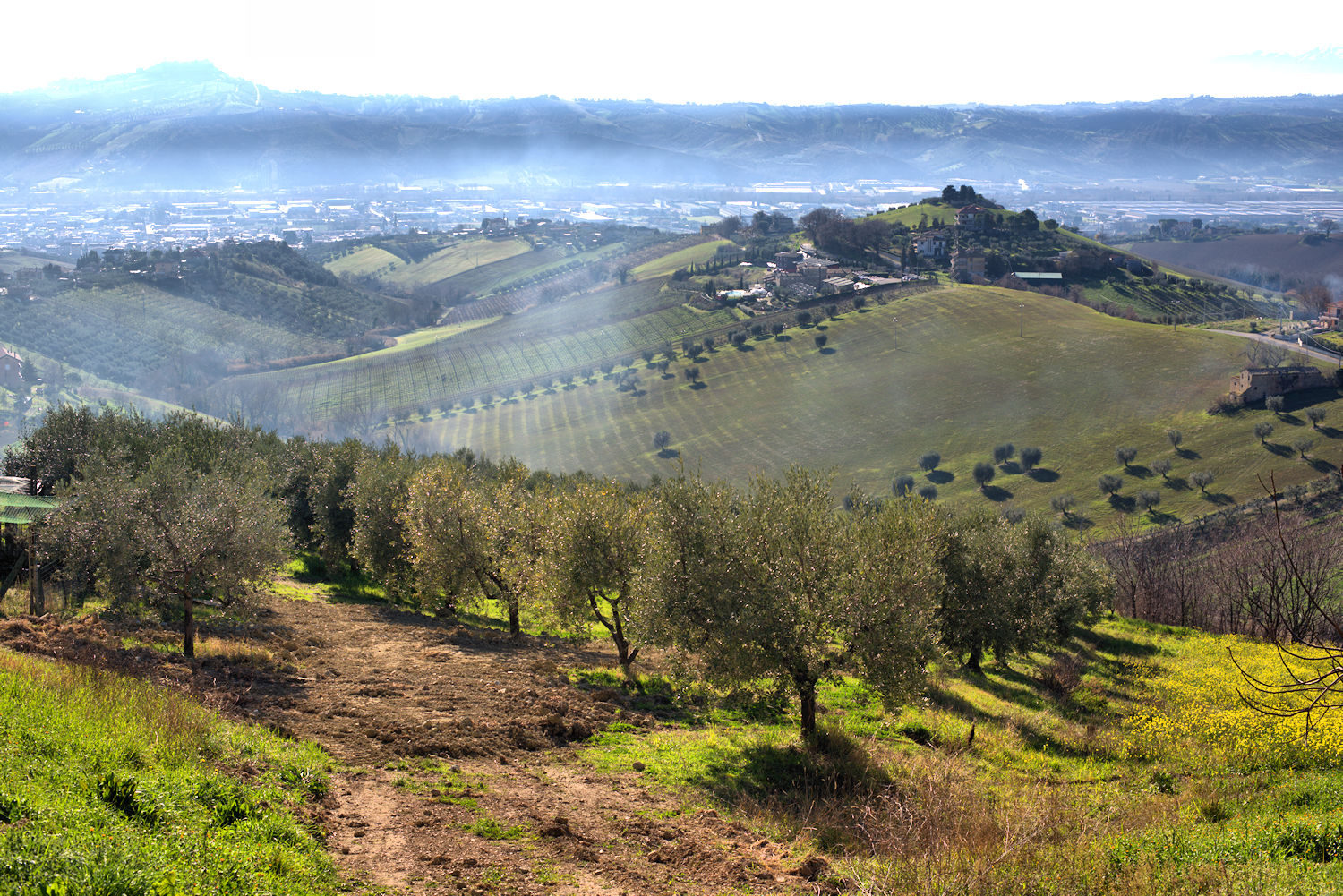 Hills of Monteprandone