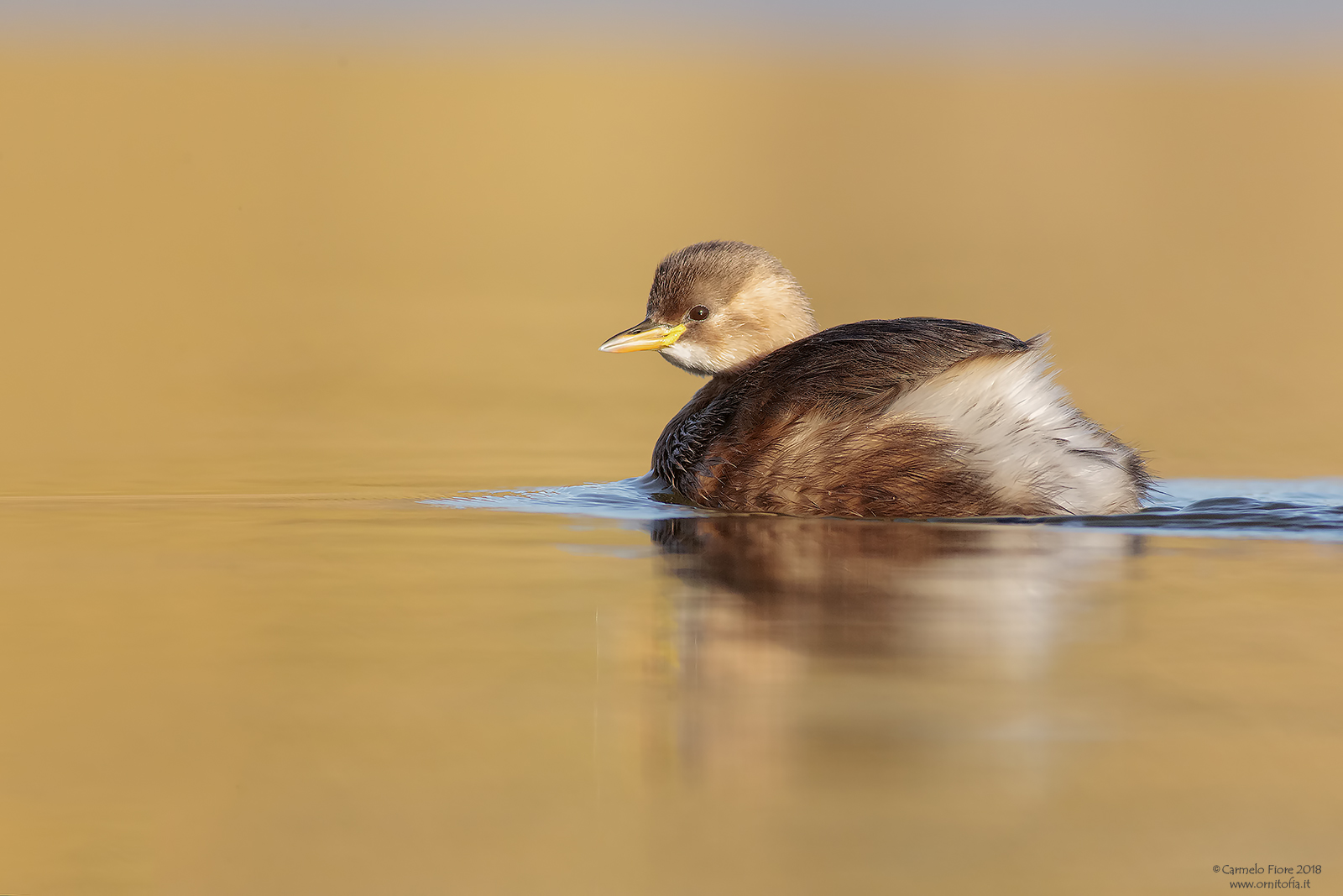 Little Grebe