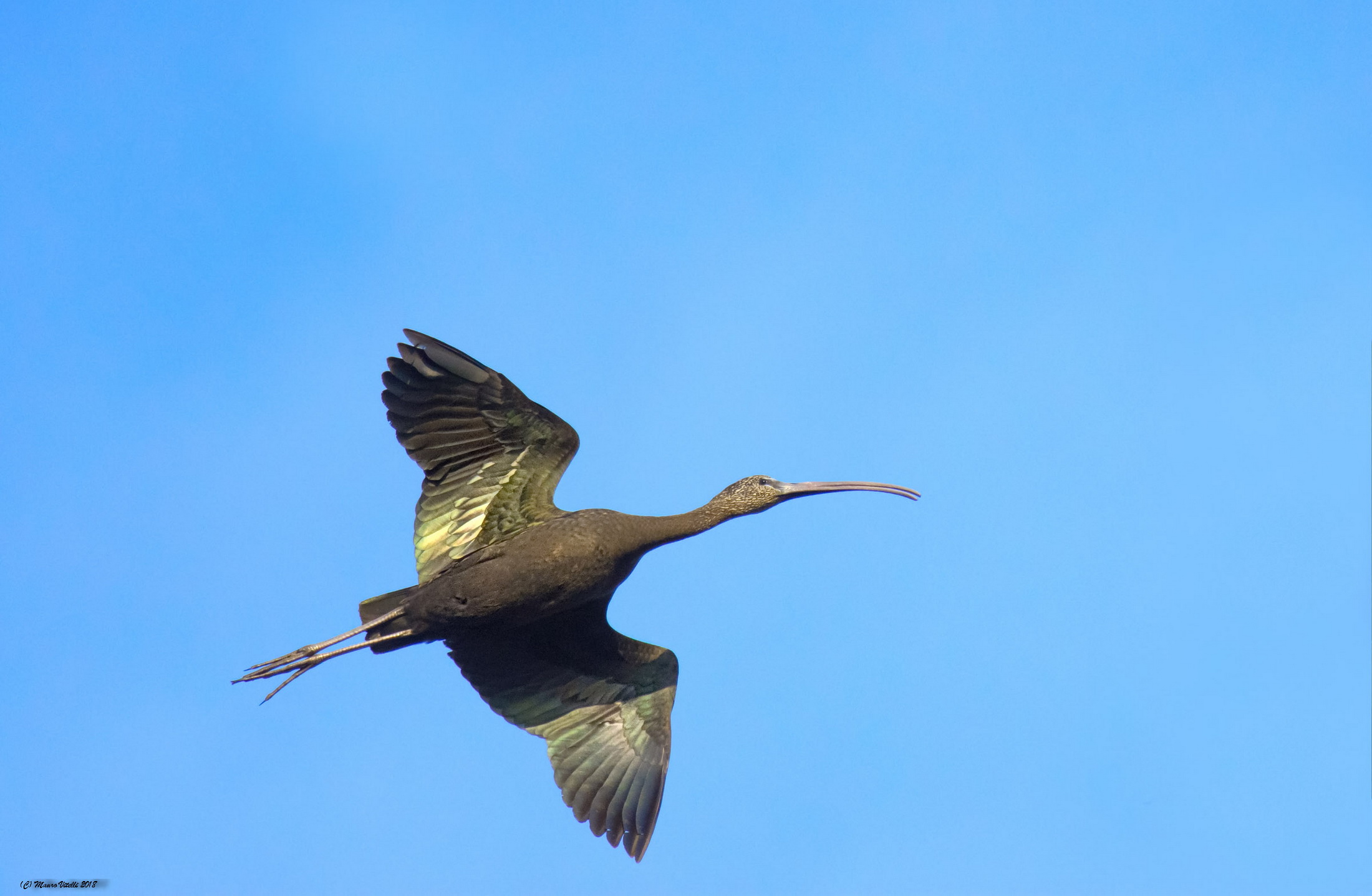 Mignattaio (Plegadis falcinellus)