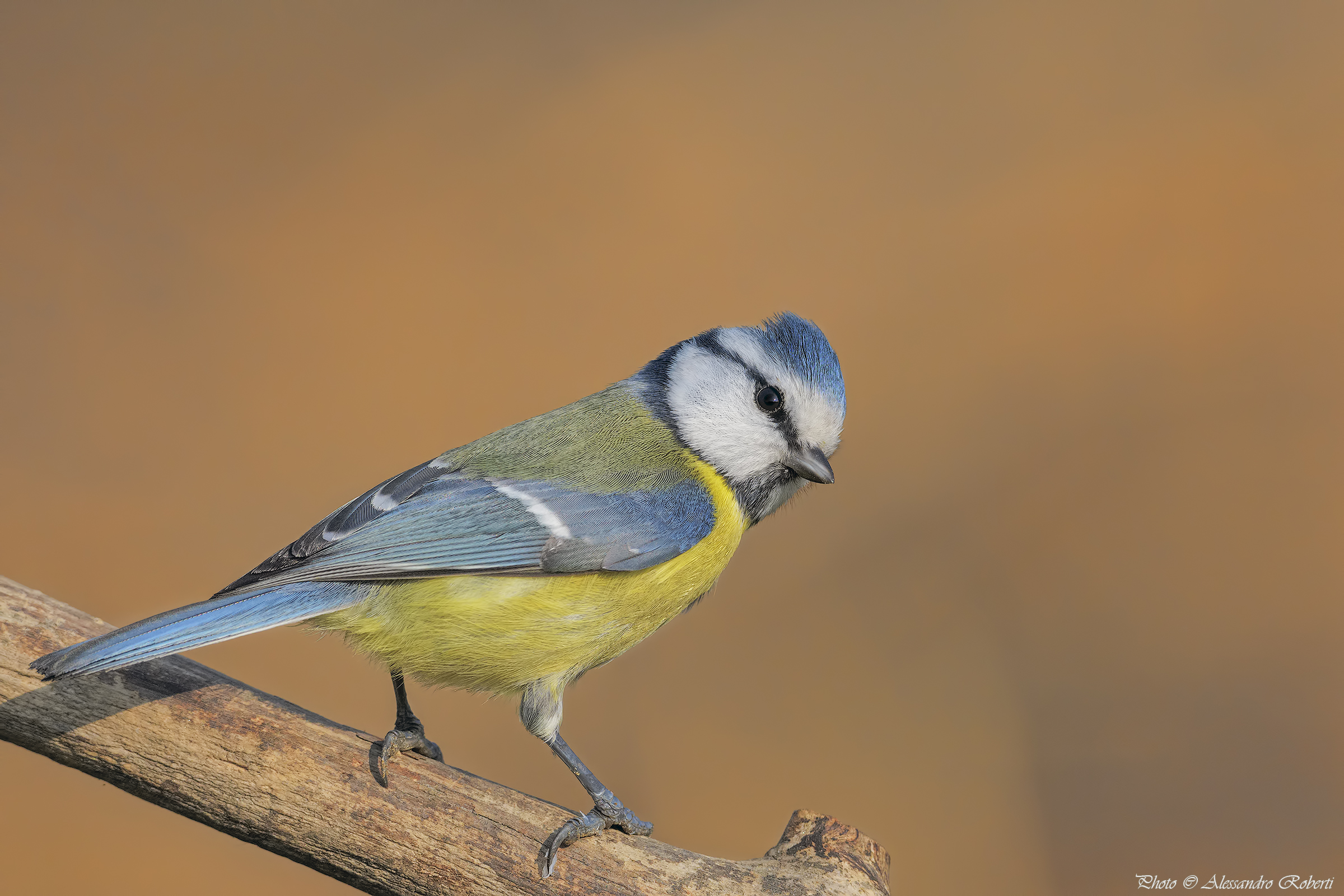 Cinciarella ( Cyanistes caeruleus )