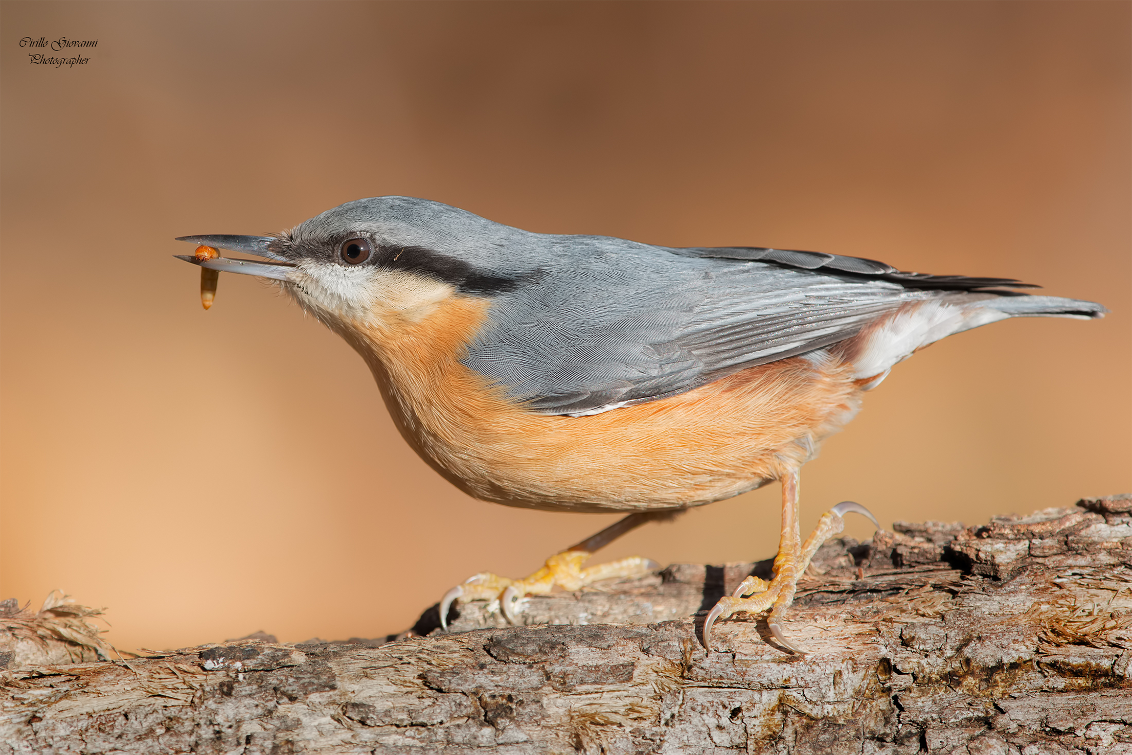 Nuthatch with prey